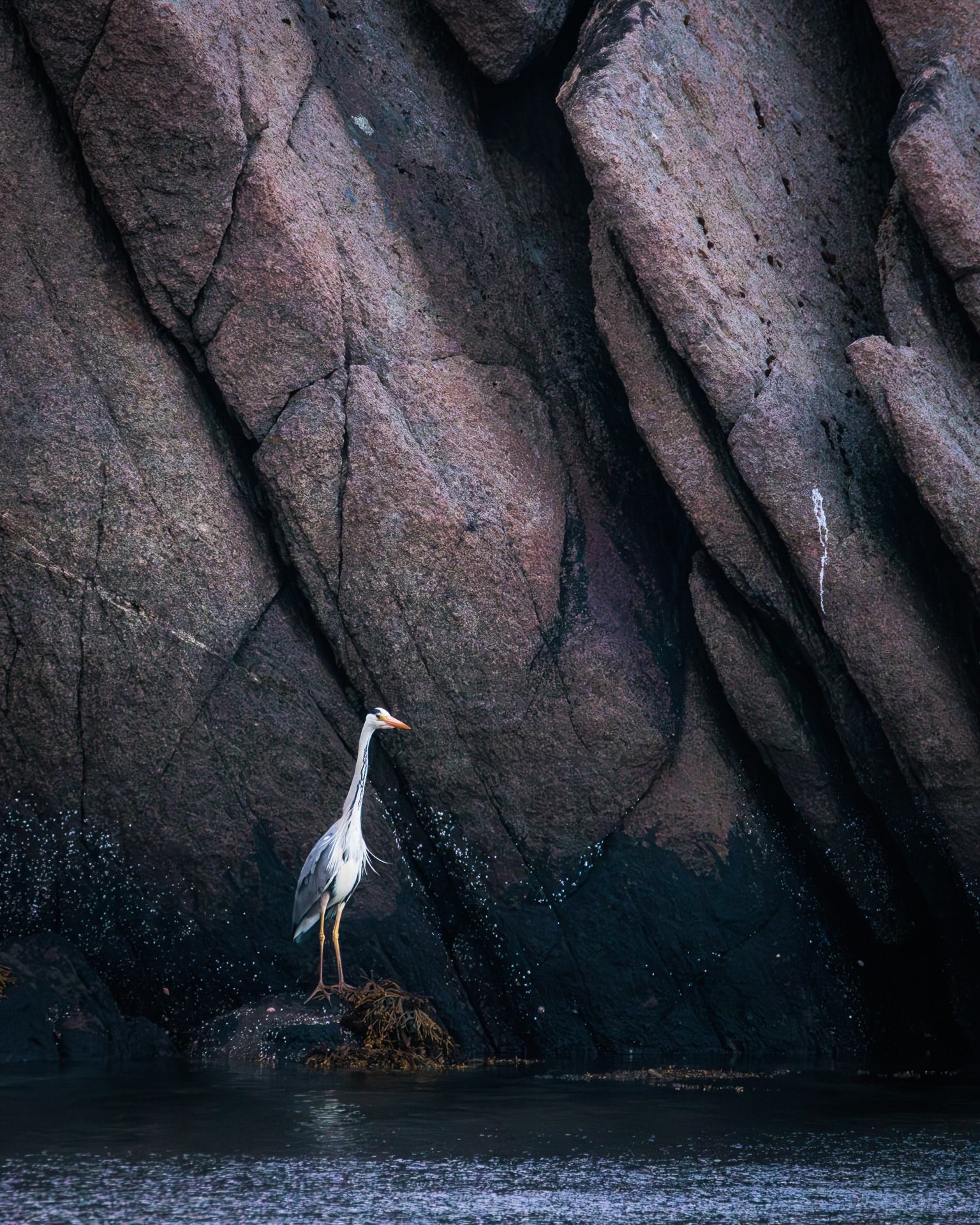 Grey heron/Gråhegre