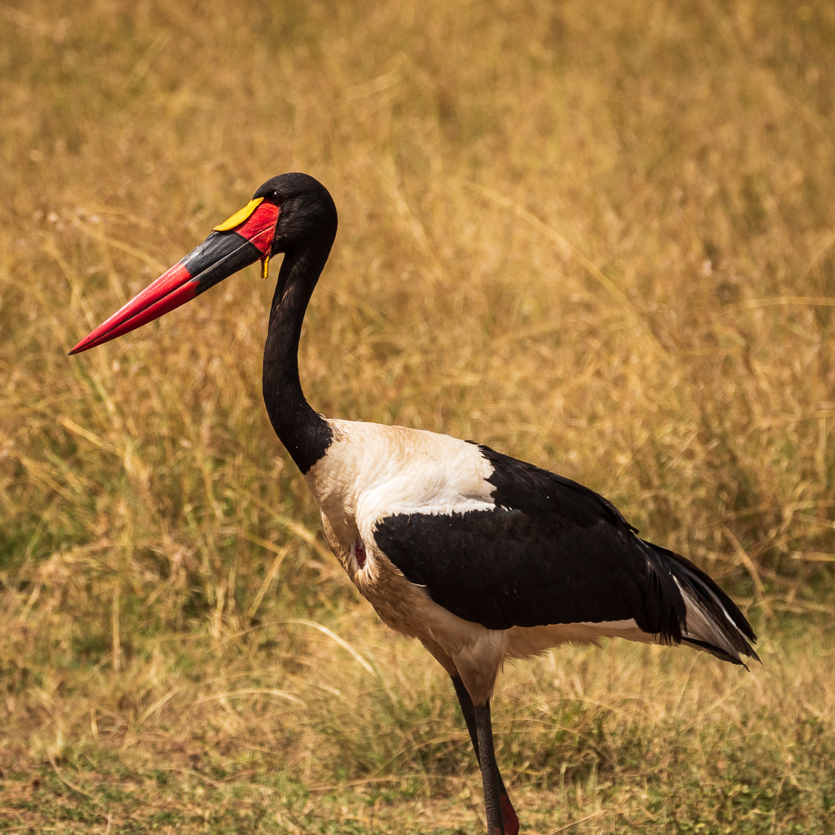 Marabou stork
