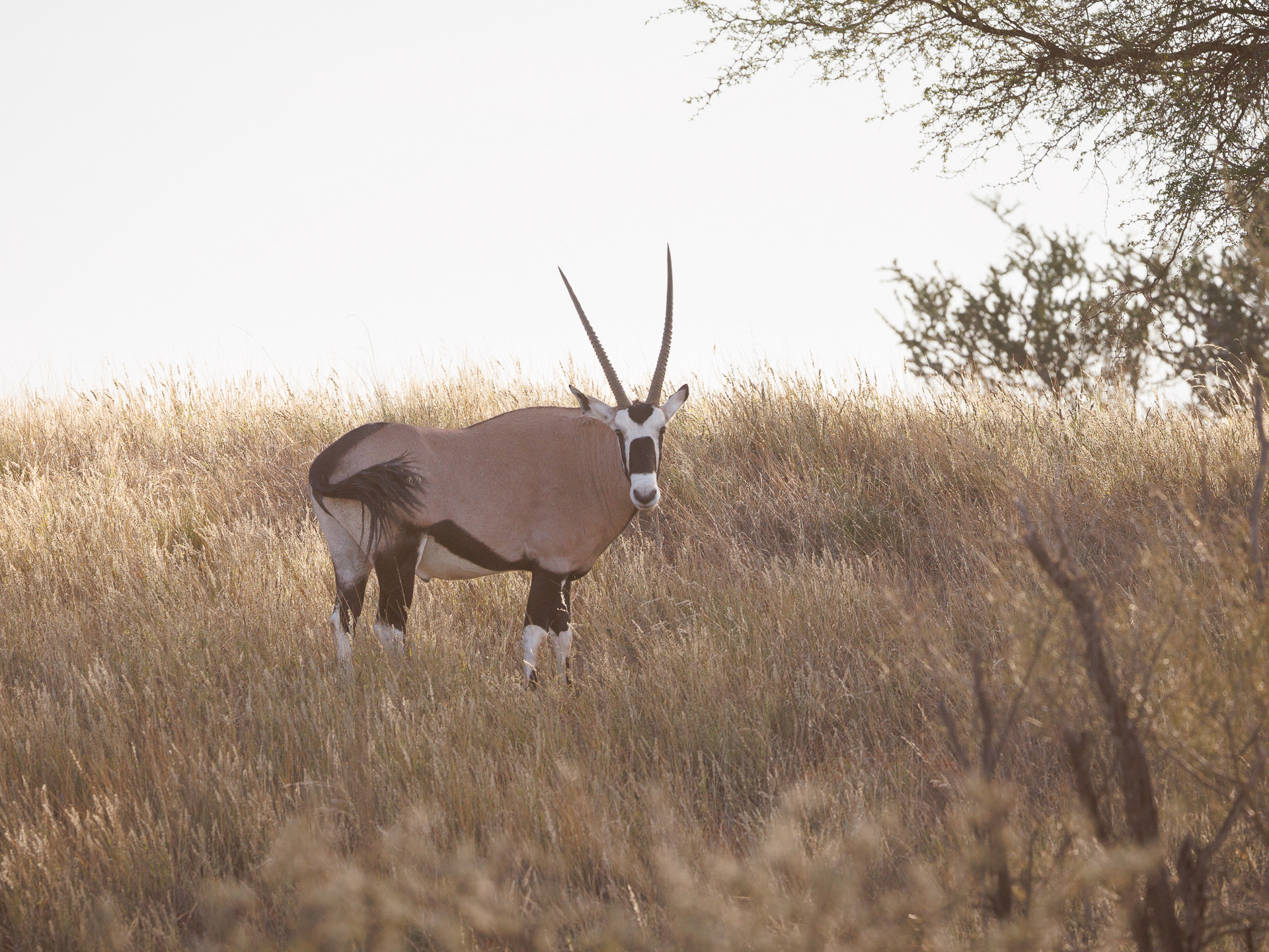Oryx