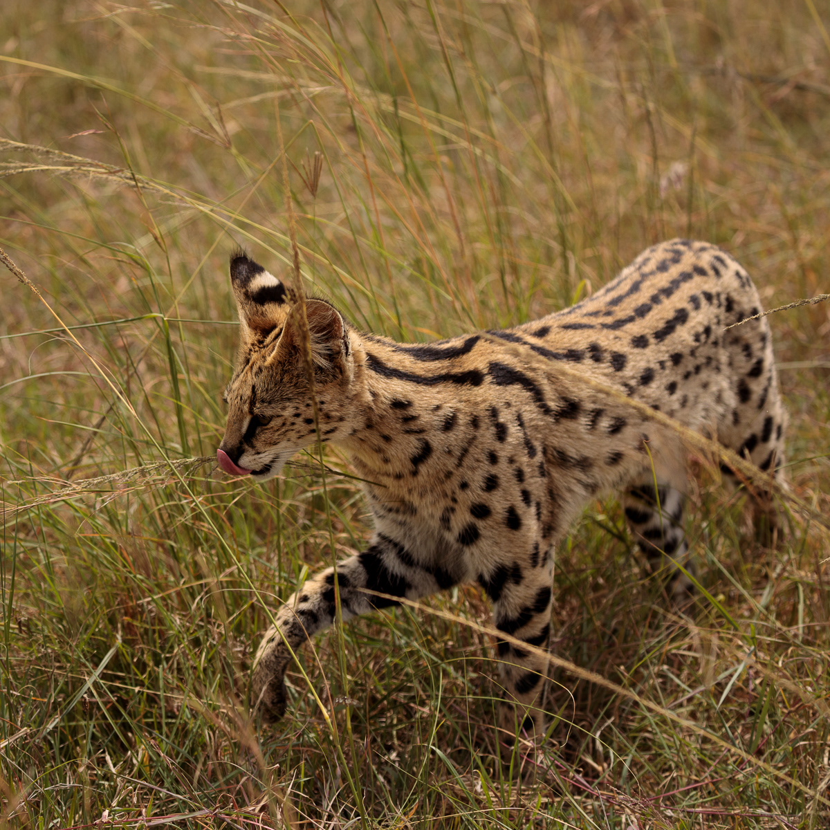 Servalkatt