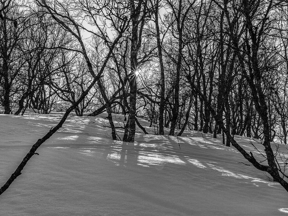 In the woods