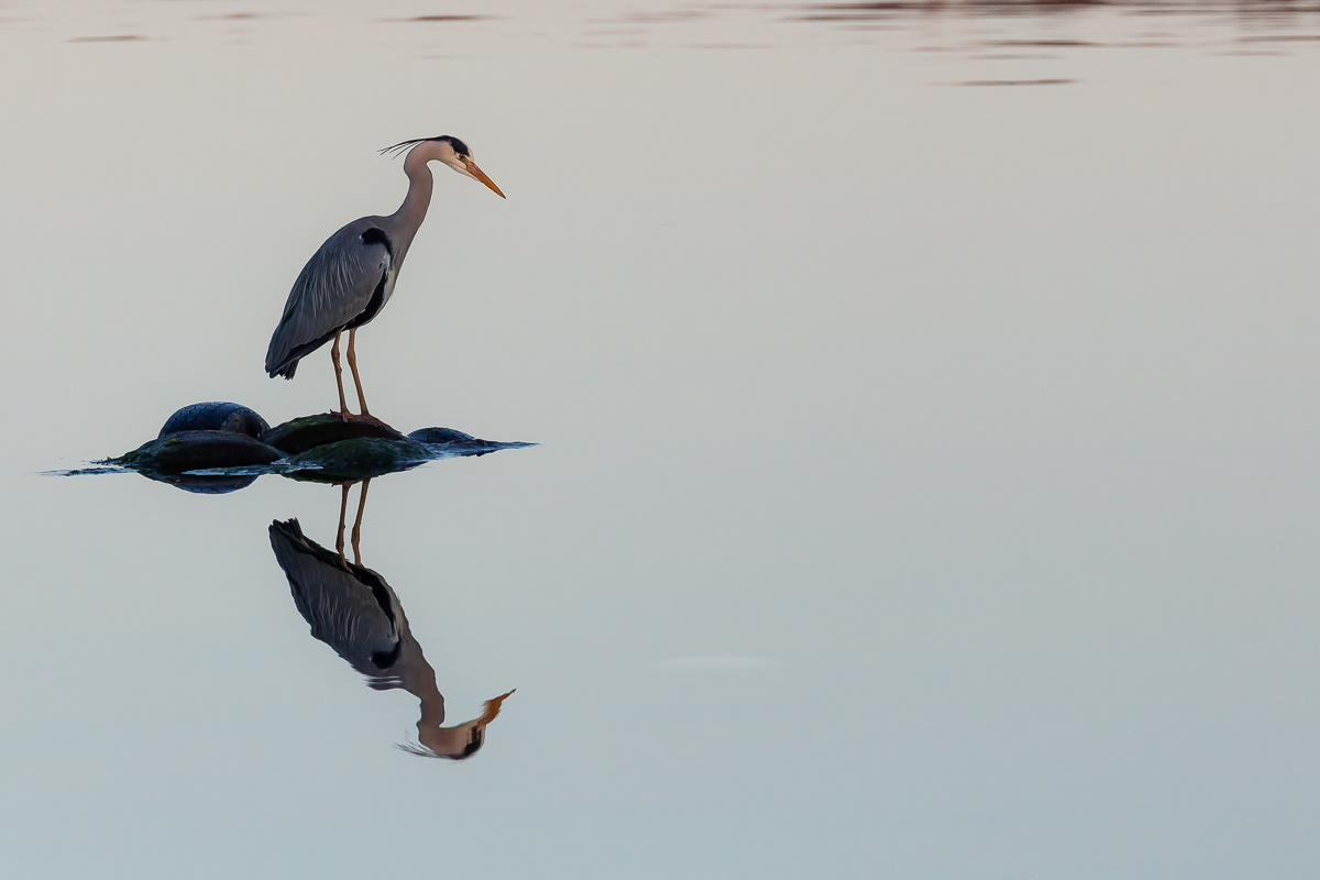 Grey heron/Gråhegre