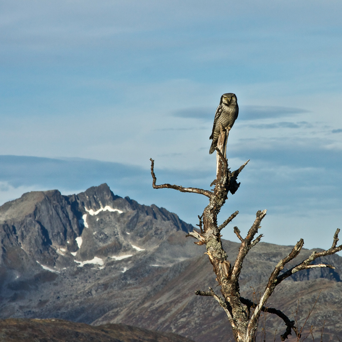 Hawkowl/Haukugle