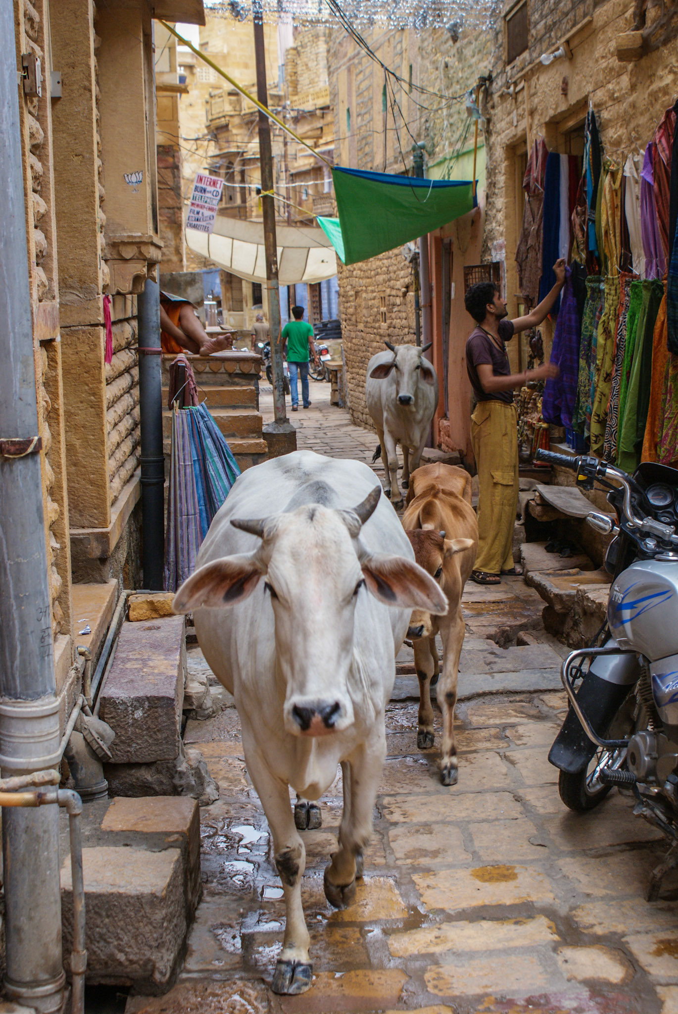 Cows in the alleys of Jalsaimer