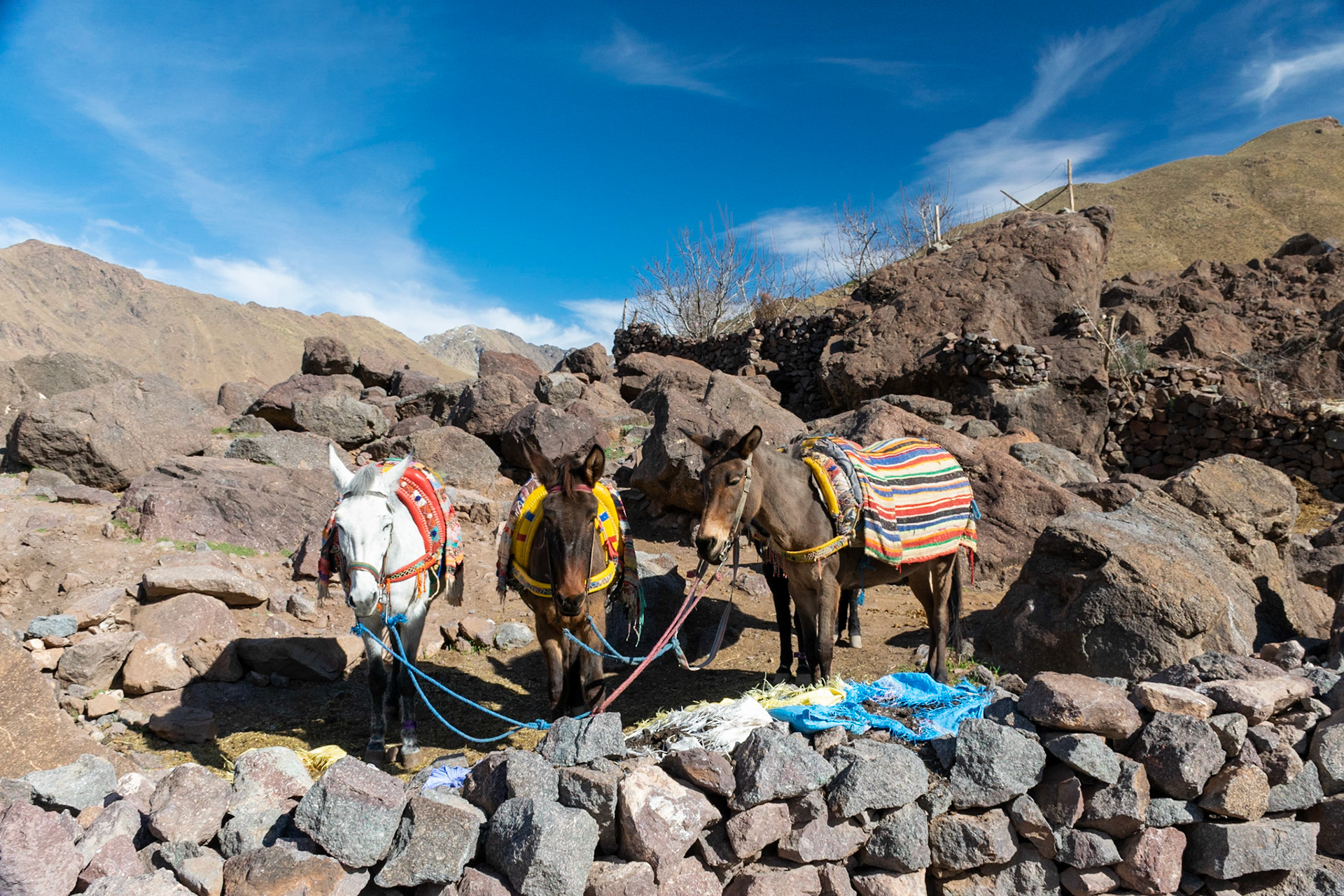 Donkeys on the mountain