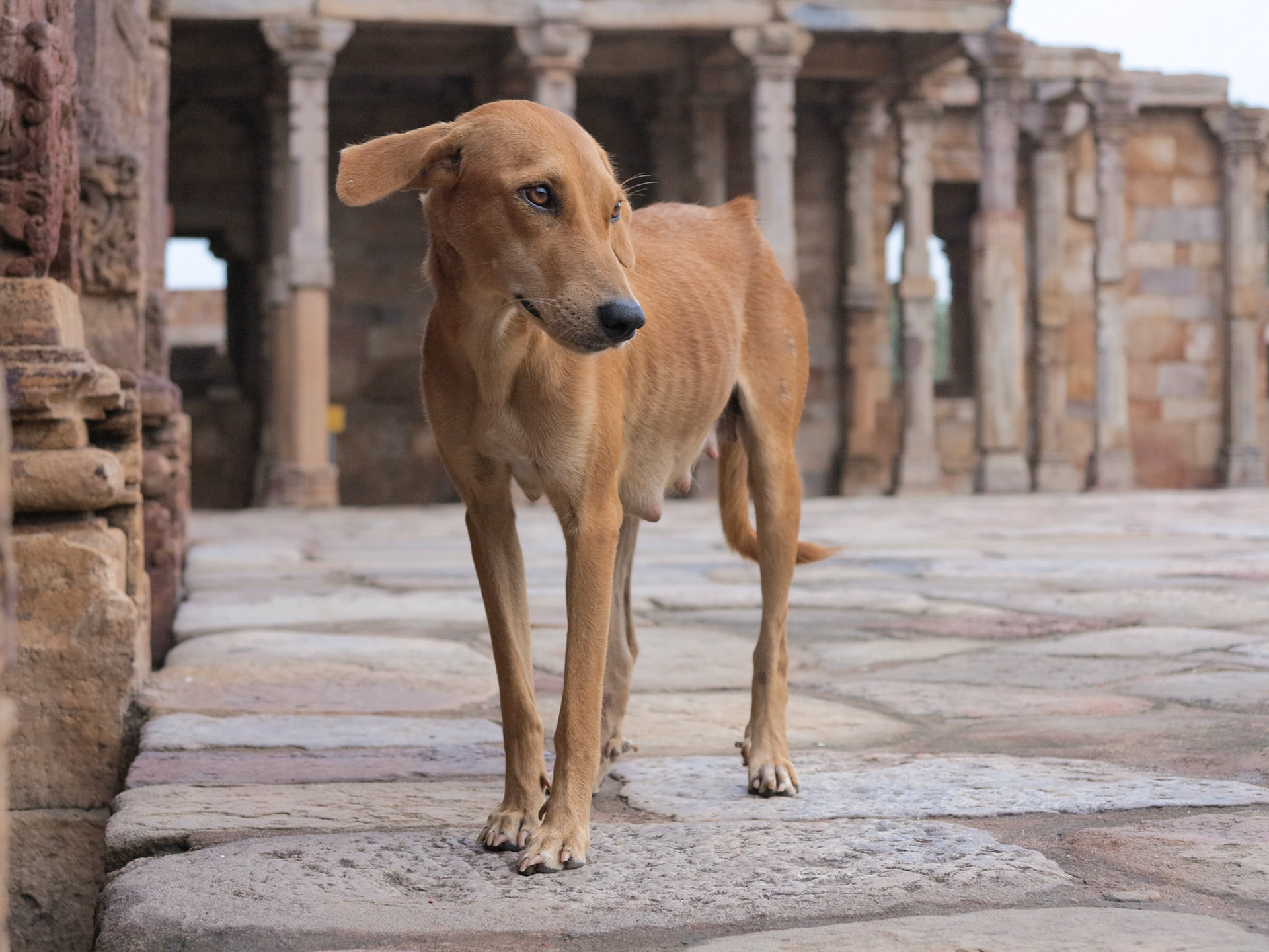 A wandering street dog in Qutub Minar, Delhi