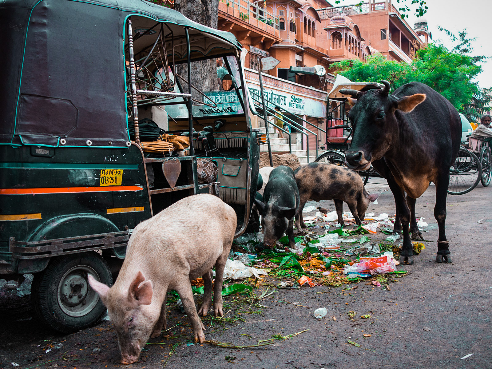 Wild Pigs & Street Cows Roaming the streets