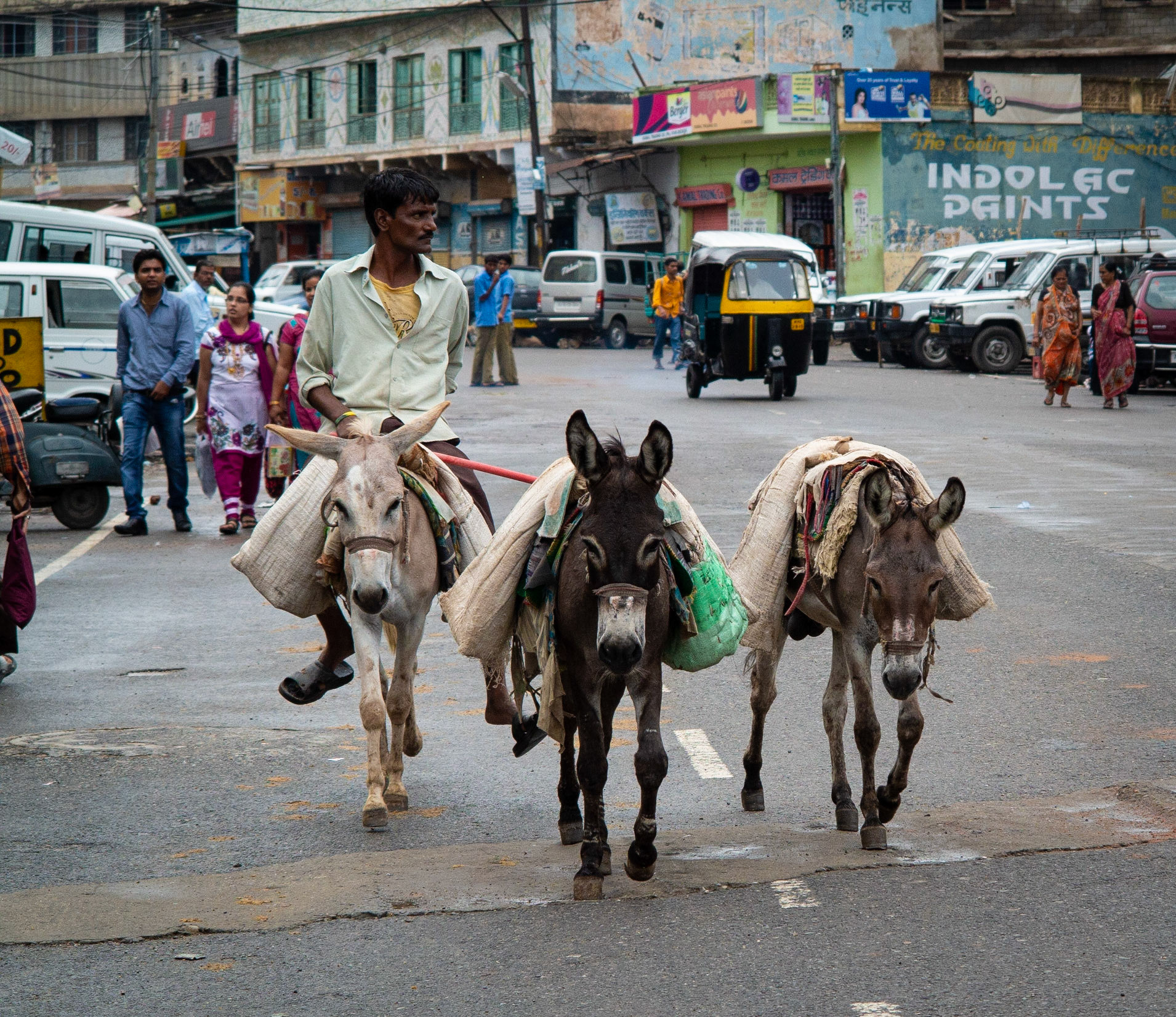 A man and his donkeys