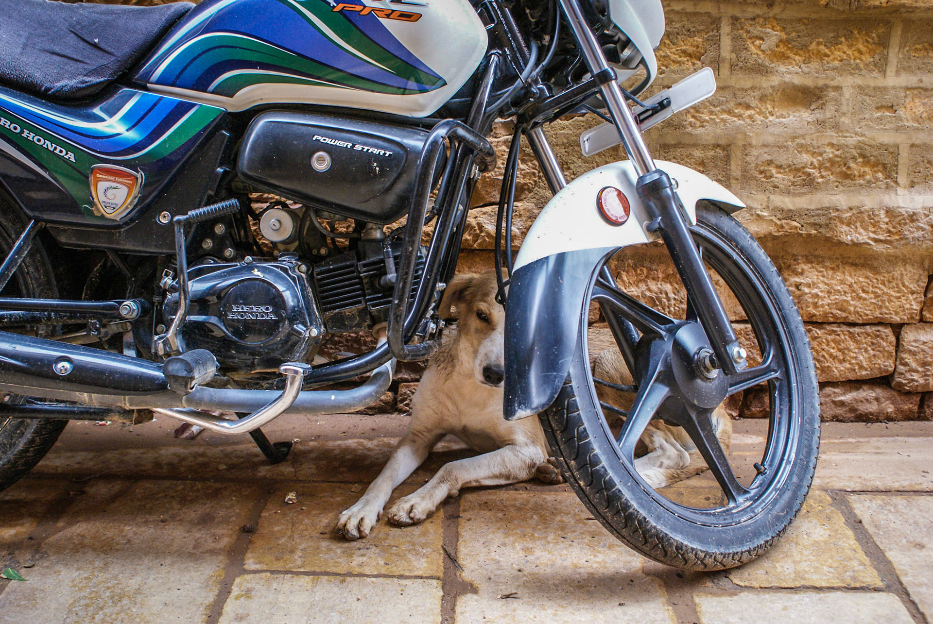 Dog takes shelter behind parked bike