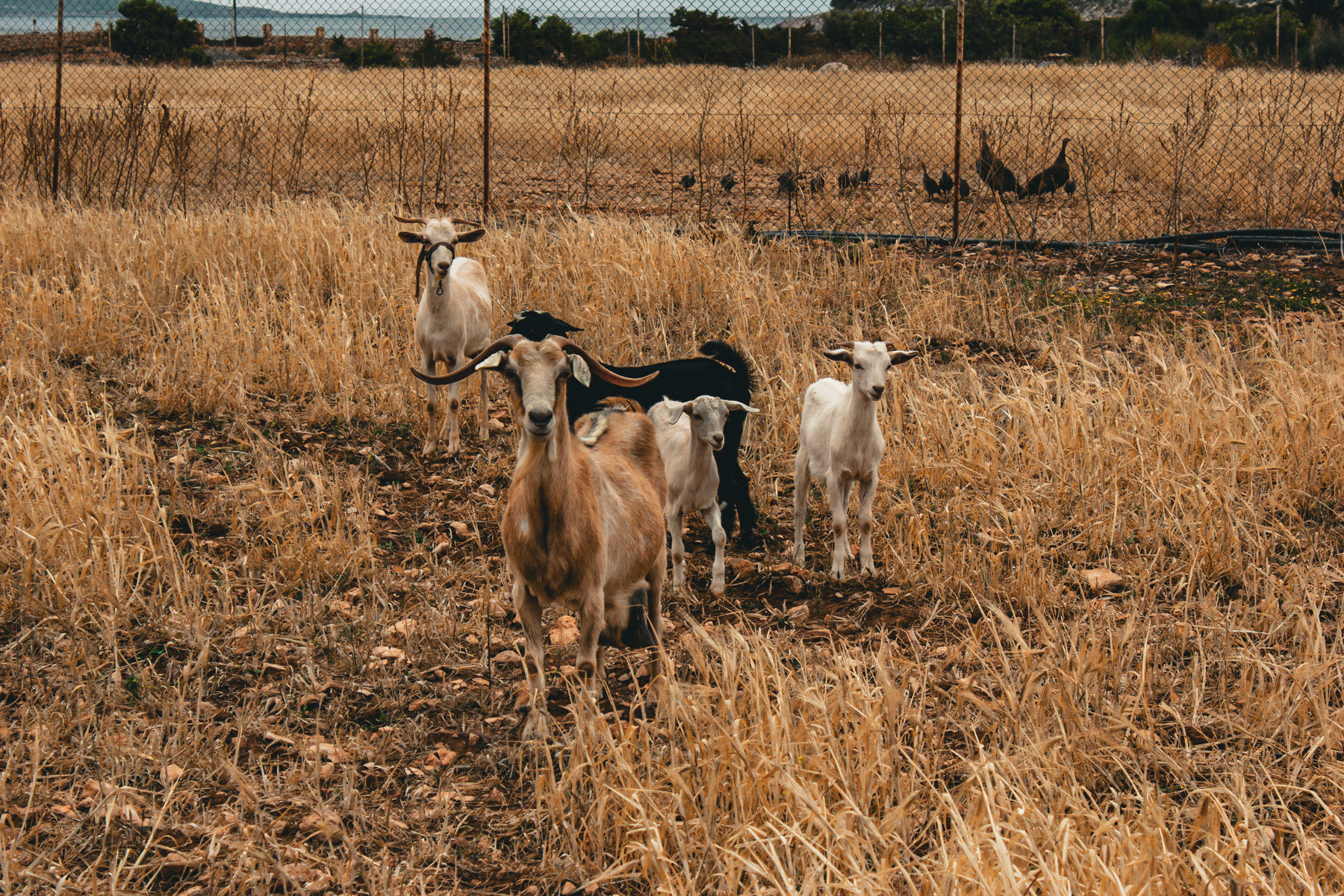 Group of Goats in Greece walking up