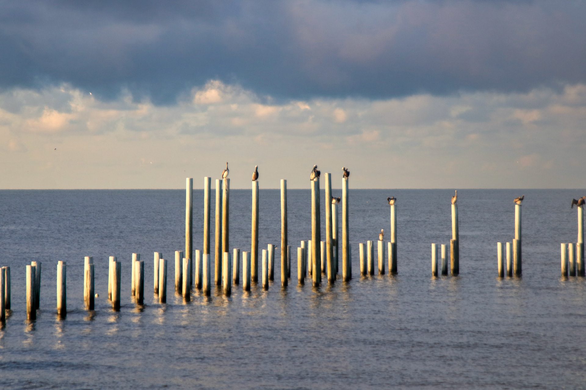 Pilings of Pelicans