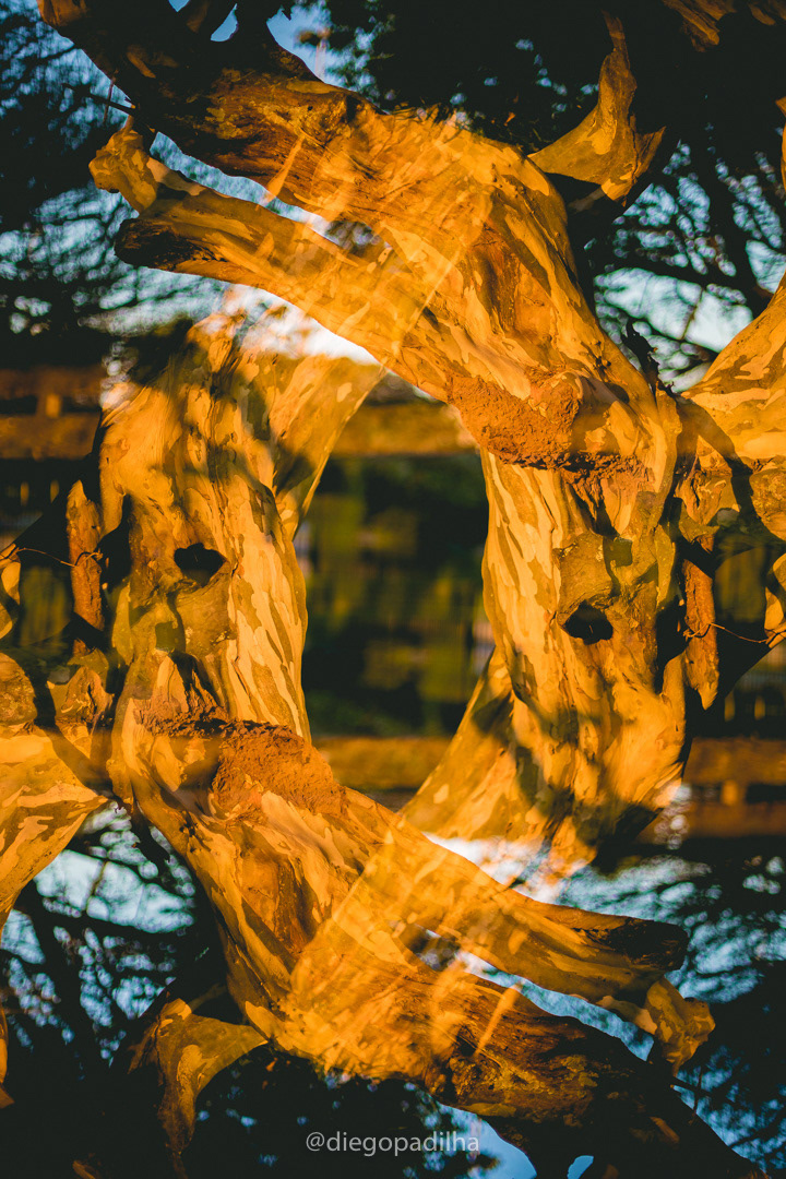 Portal #1 - 2020