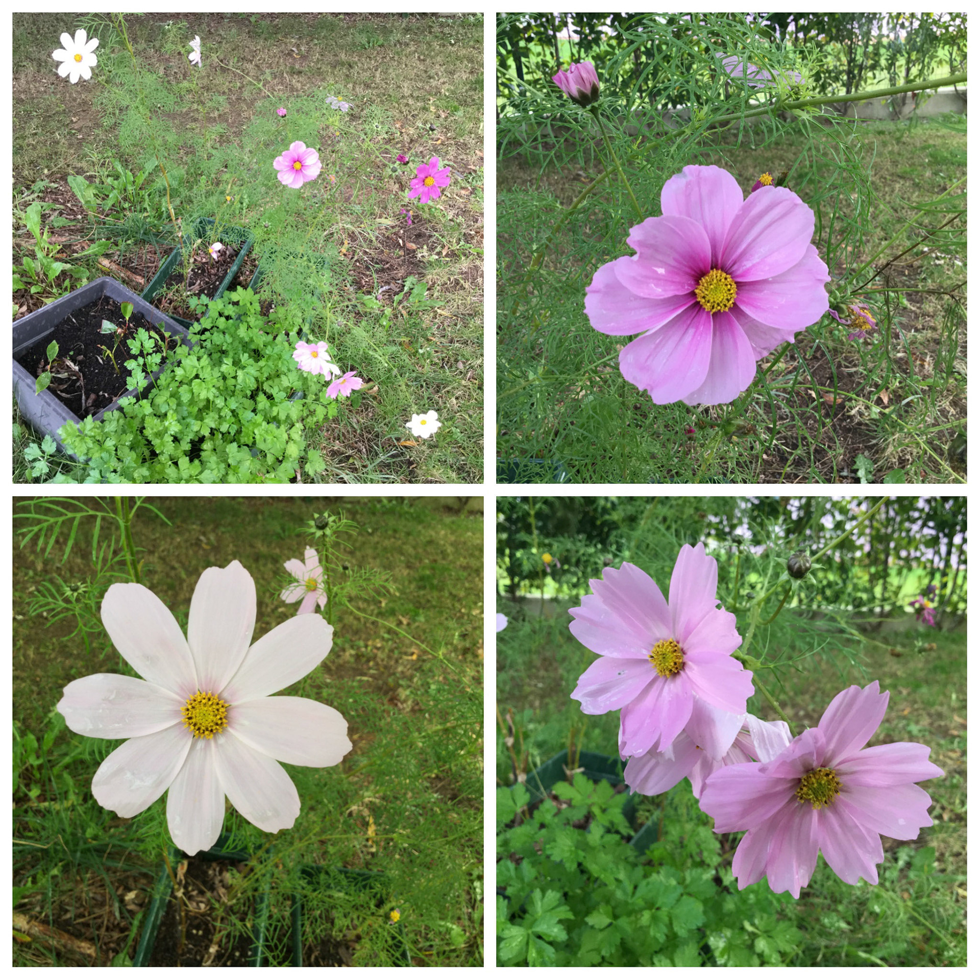 Processed with Moldiv