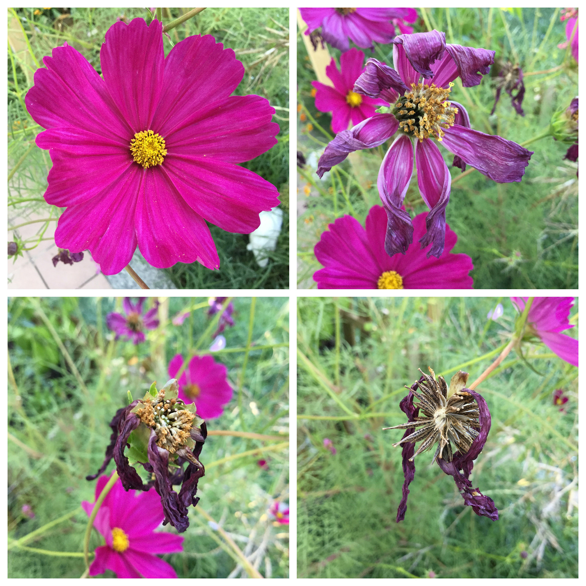 Processed with MOLDIV