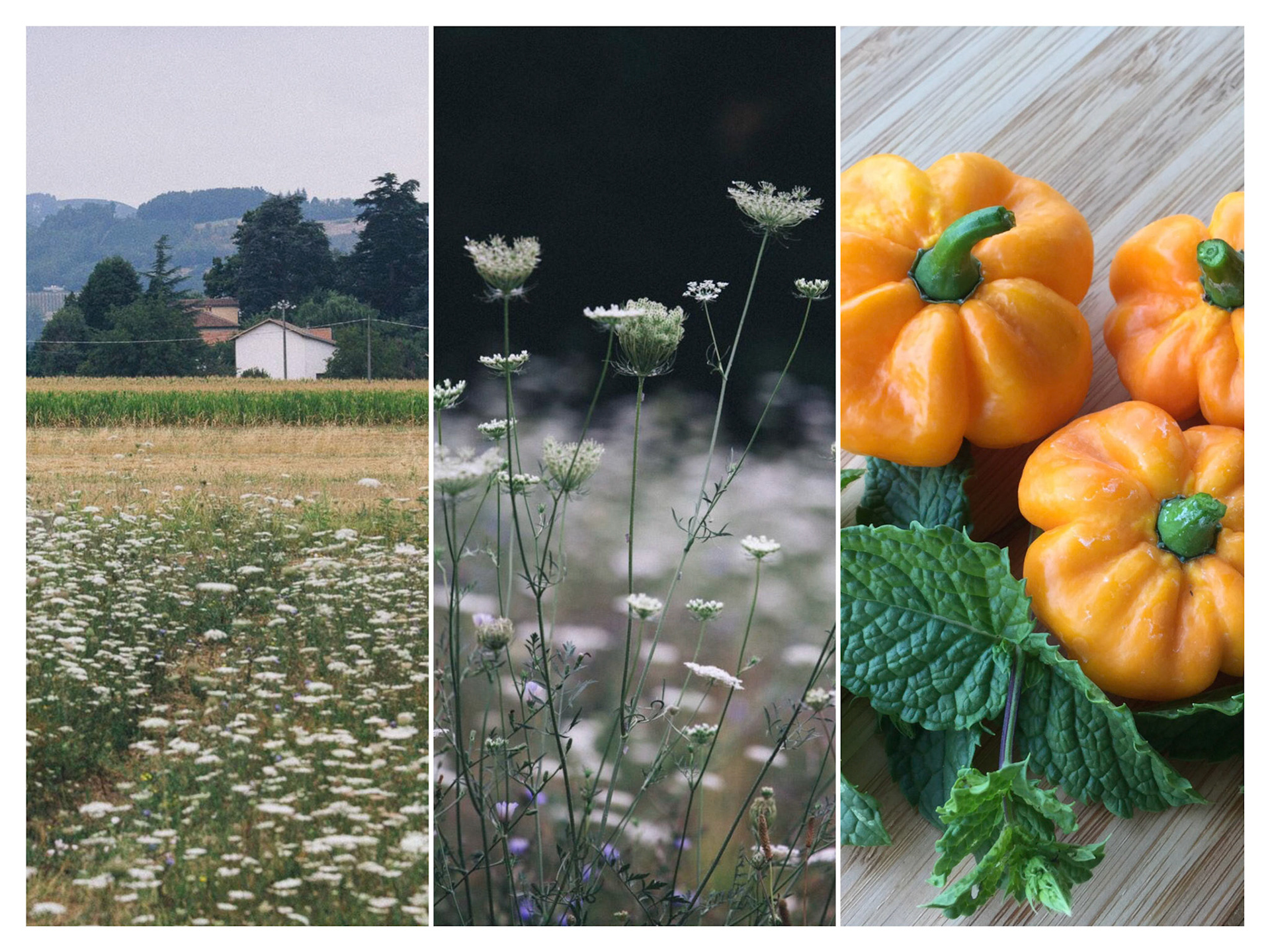 Processed with Moldiv