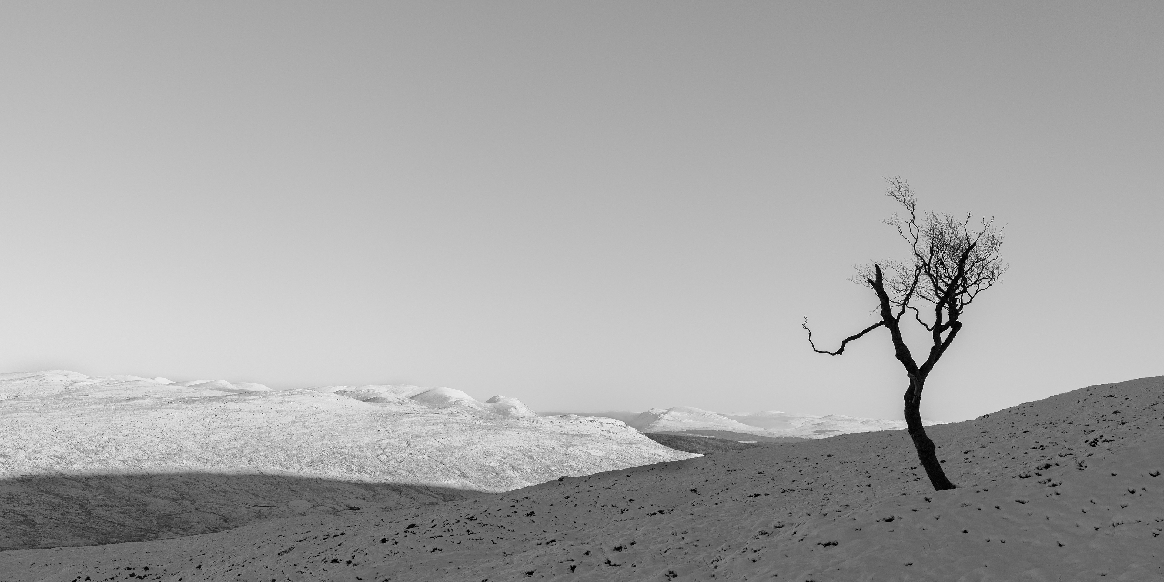 Lone tree on the slopes of Beinn a'Chreachain.