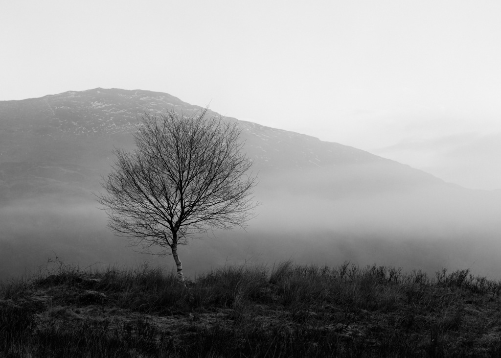 Birch tree, Inveruglas.