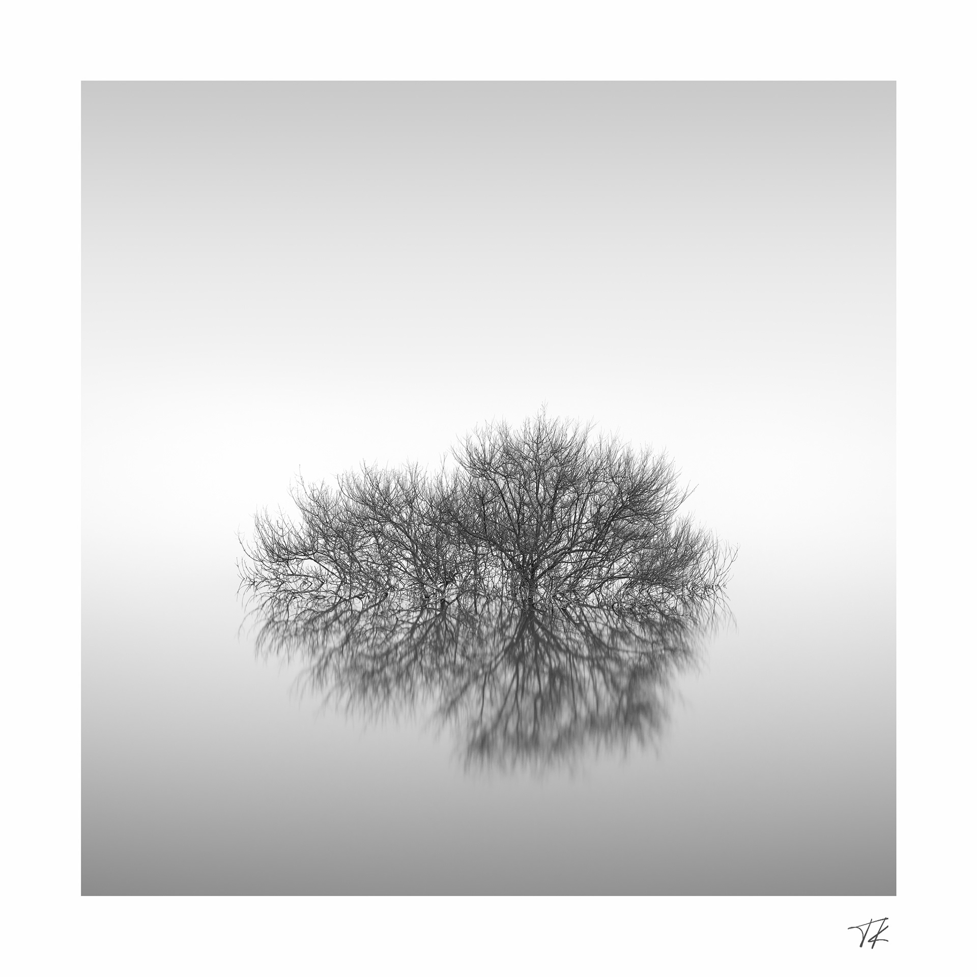 branches on still waters - part III