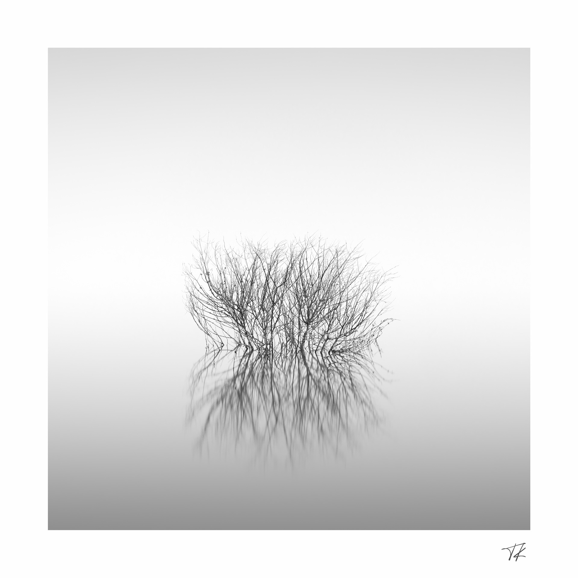 branches on still waters - part II