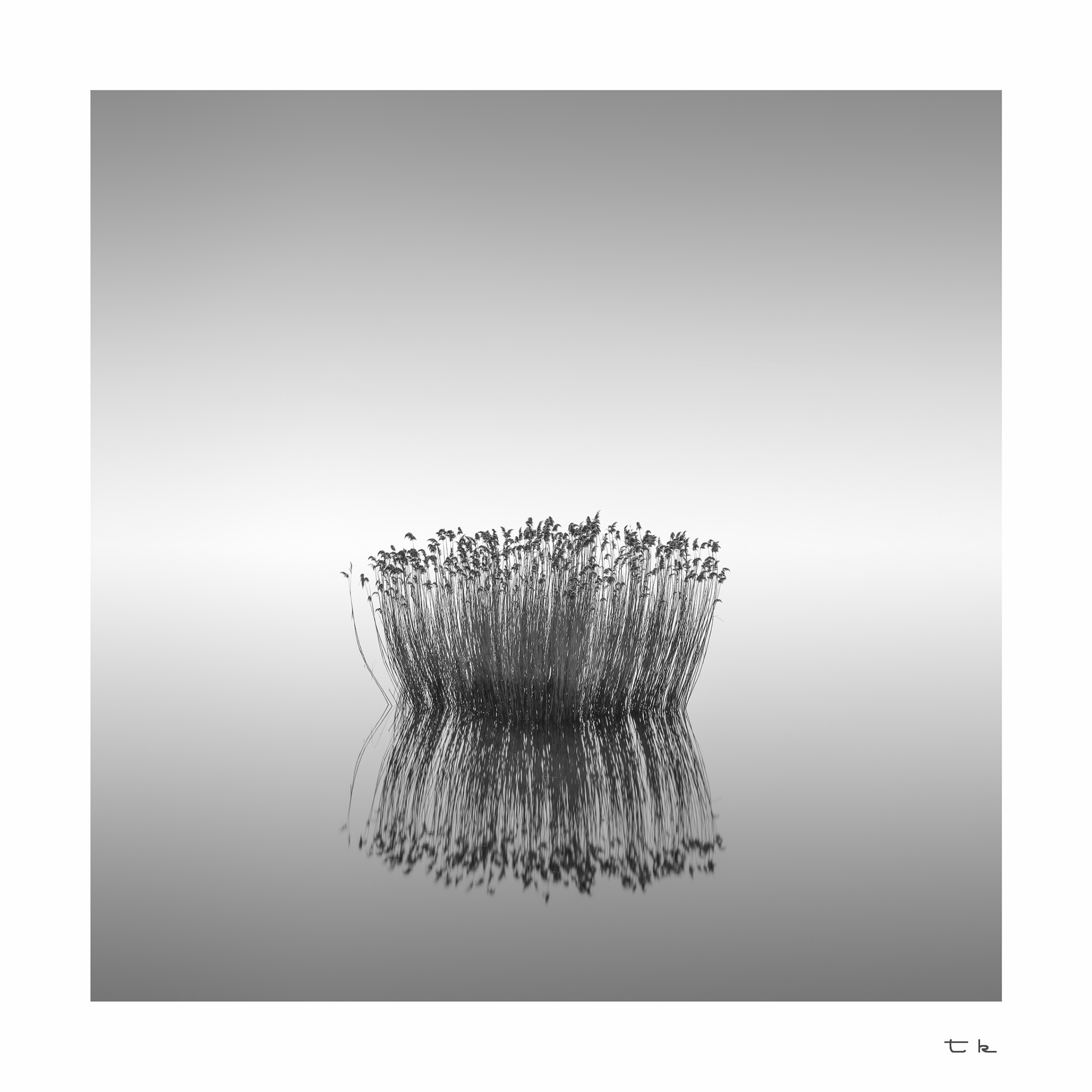 wavering reeds in calm waters