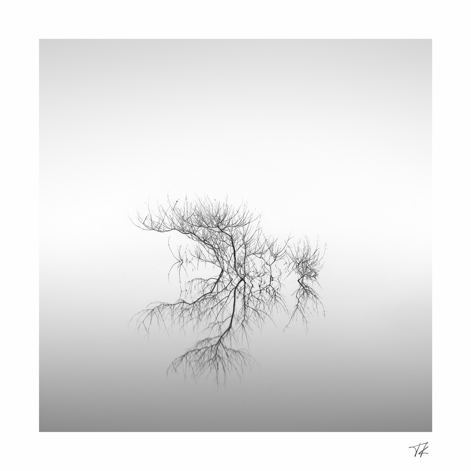 branches on still waters - part I