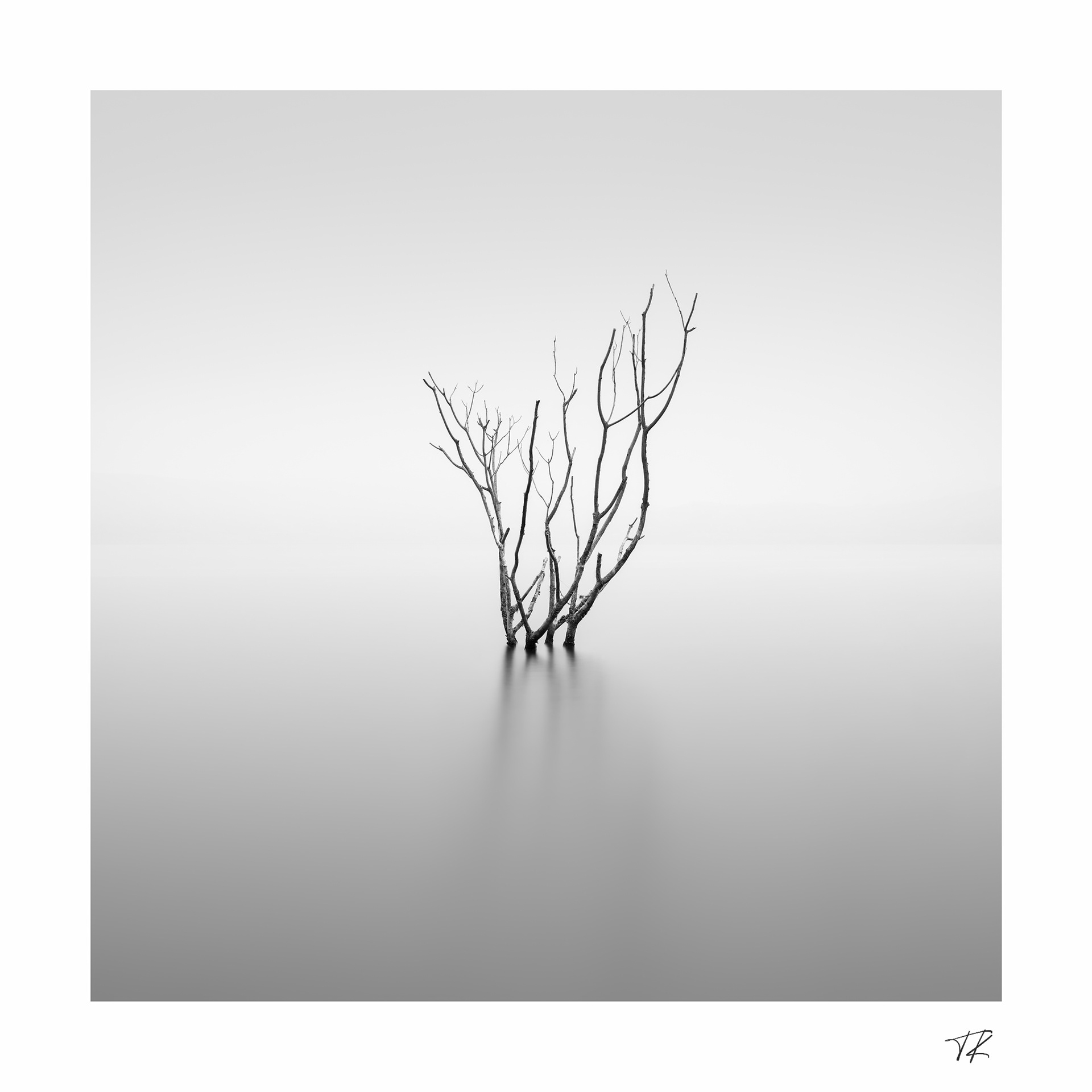 long stemmed