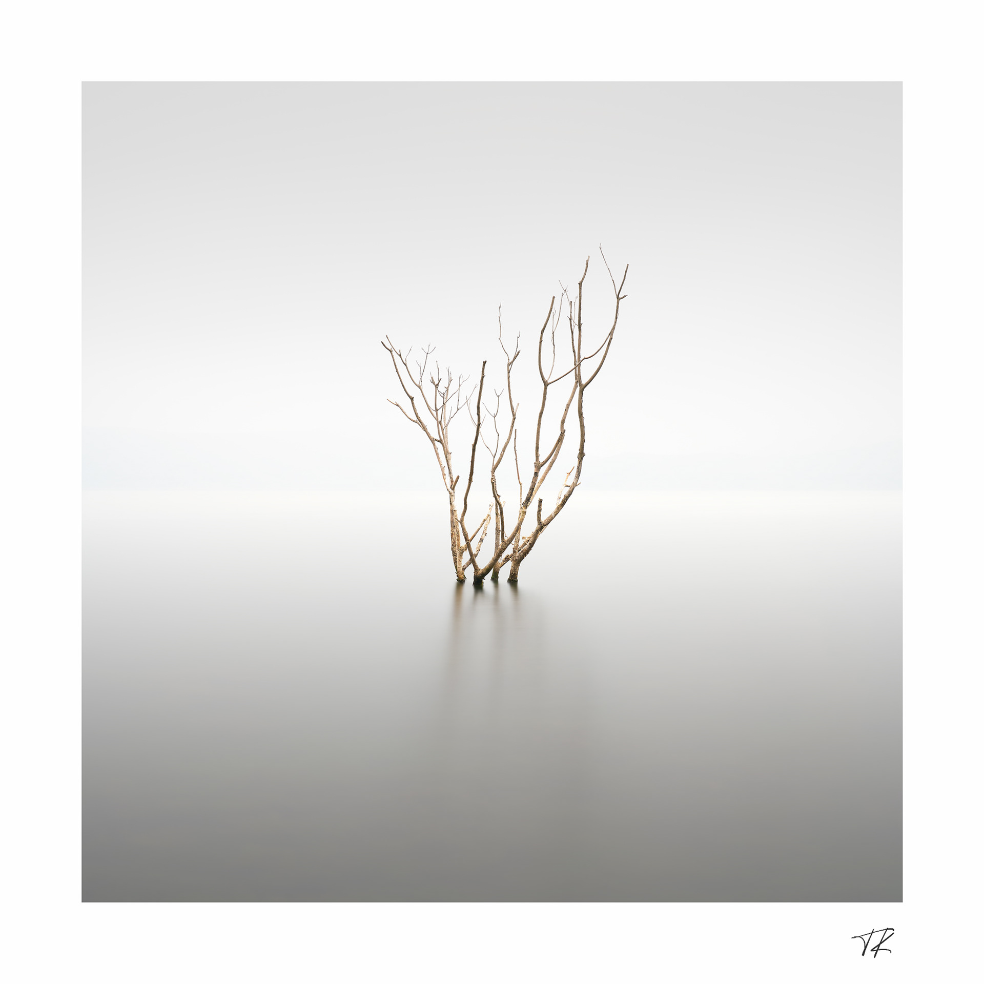 long stemmed