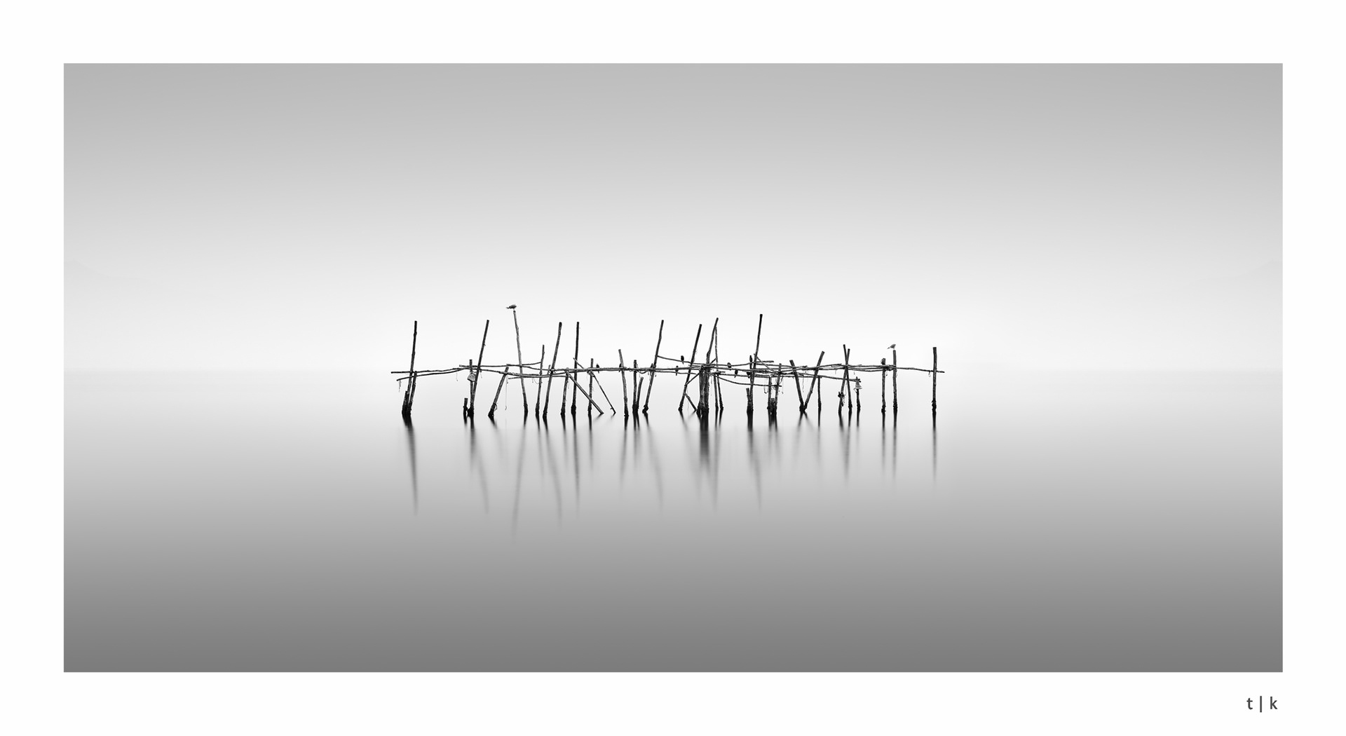 feathered mist gazers