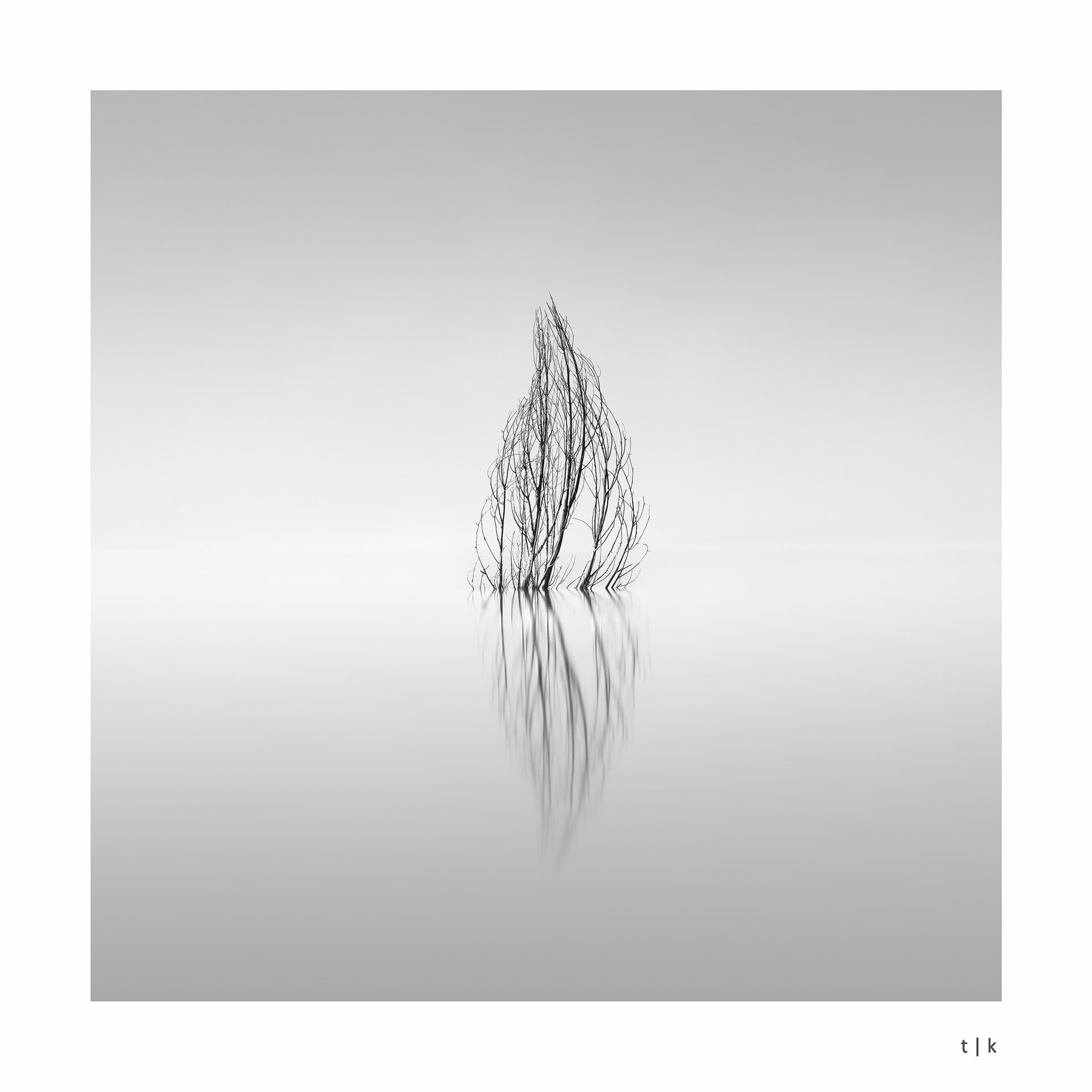 cold thorns in mist