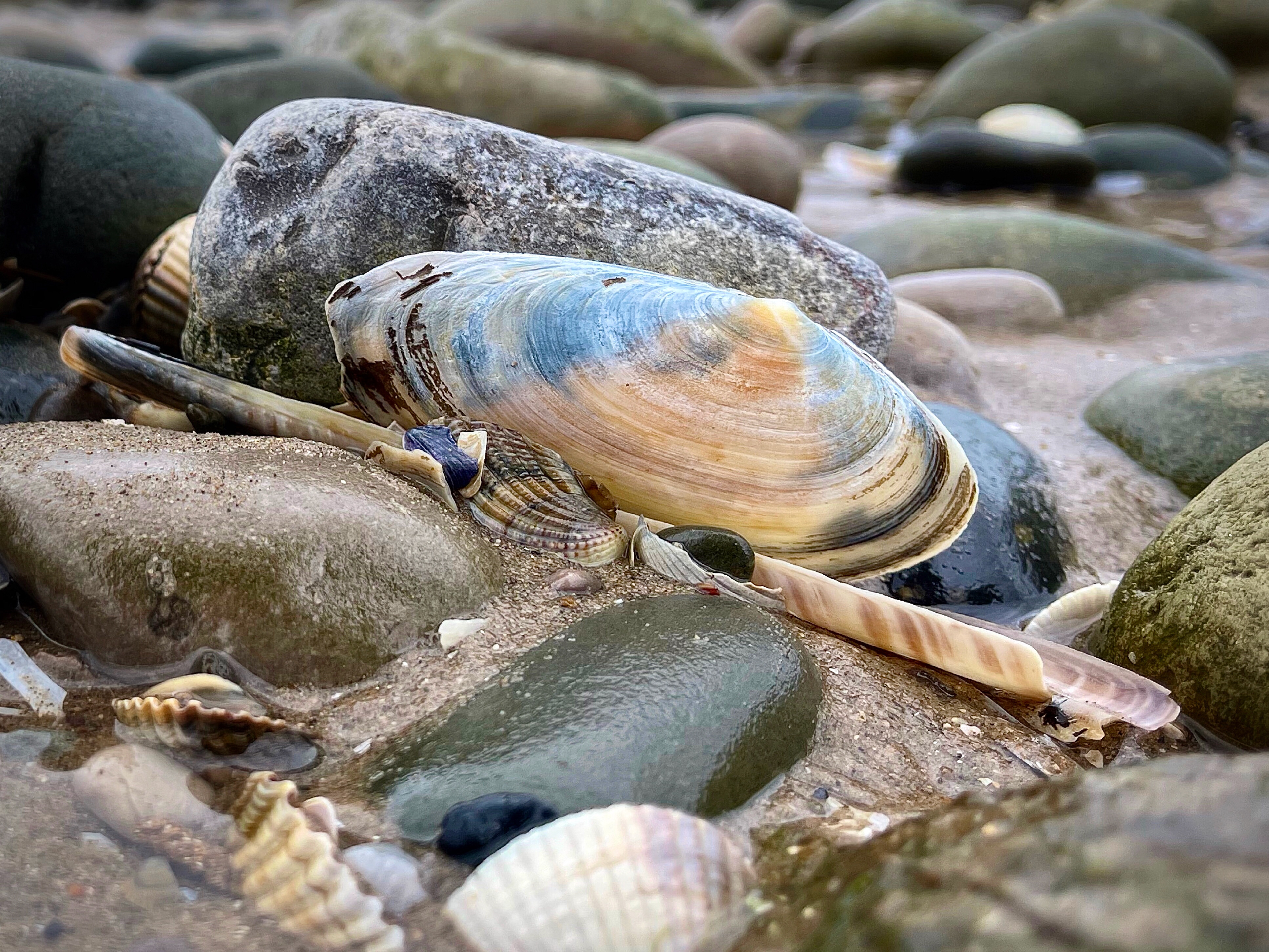 Shells deposited on a beach by tides