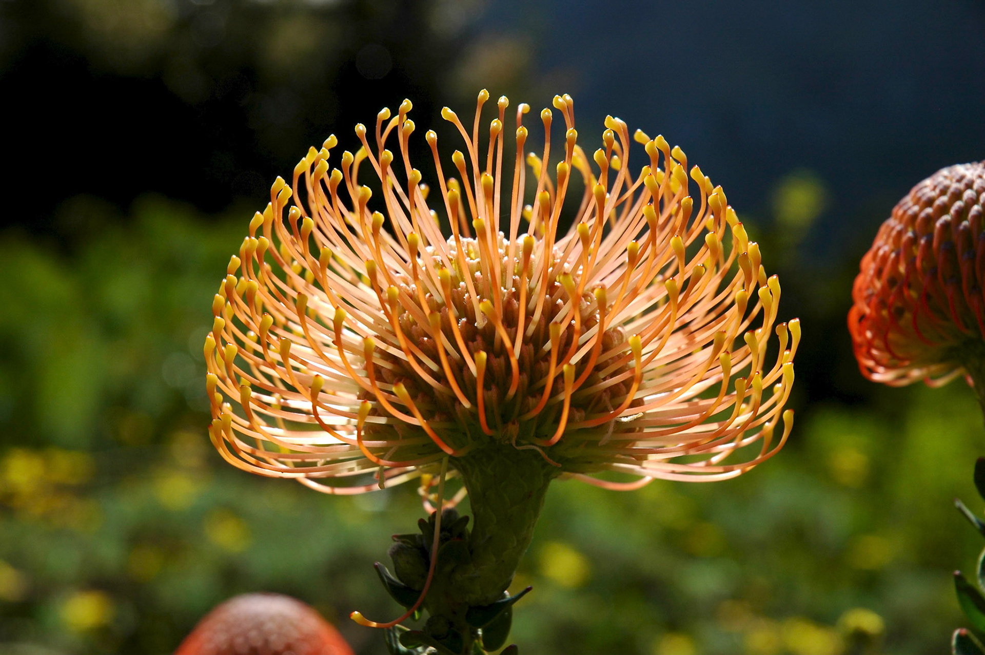 Close up of protea in Kirstenbosch National Botanical Garden, Cape Town