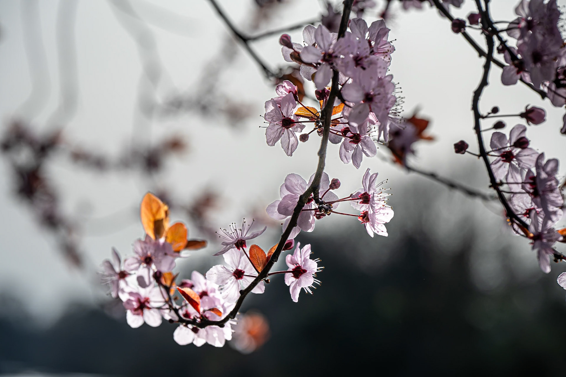 Cherry blossom on a hanging branch in Kew Gardens