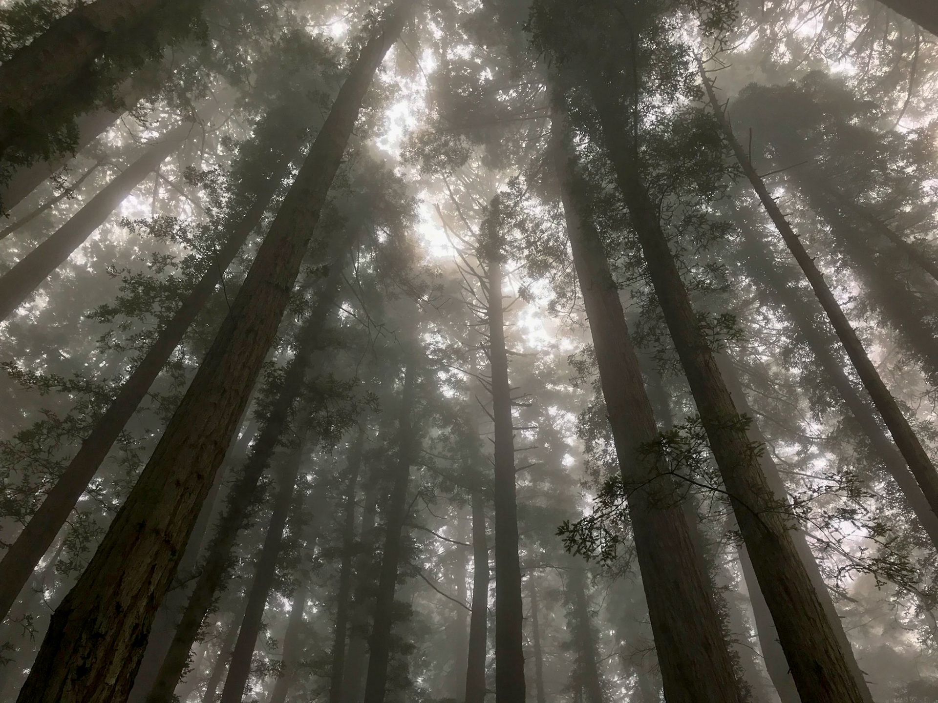 Looking up into trees in the fog, Marin County, California
