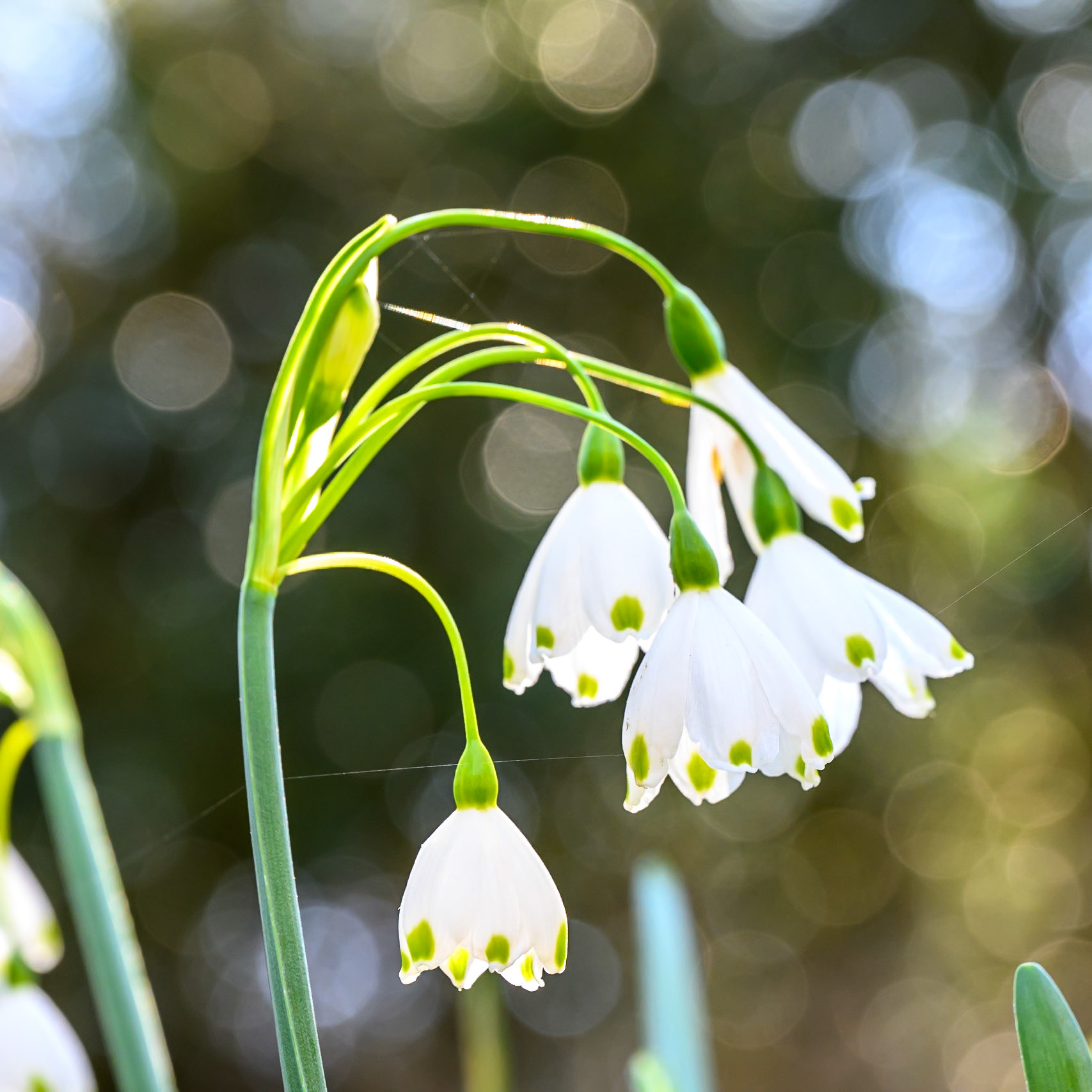 Summer snowflake close up in Kew Gardens