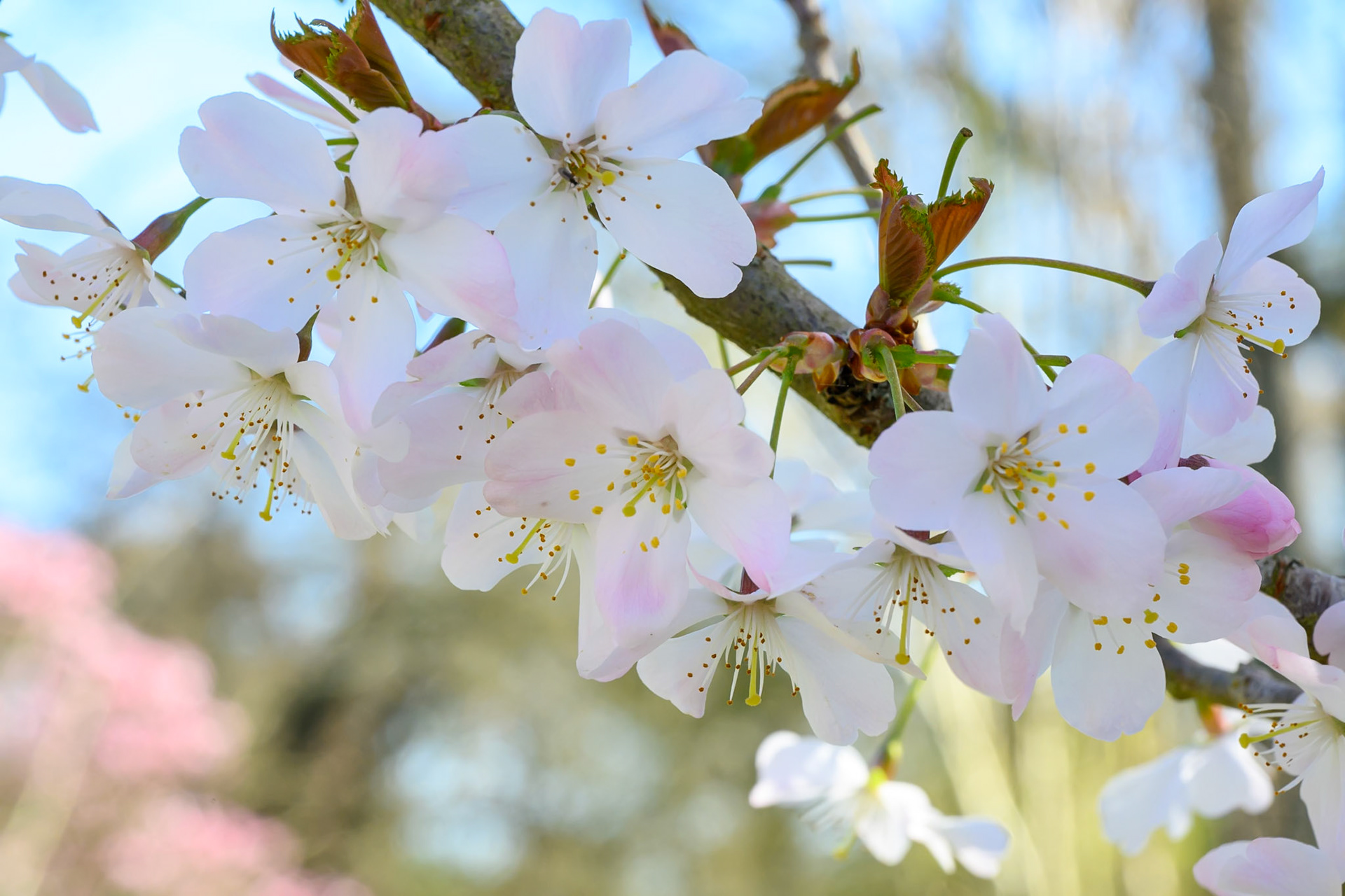 White cherry blossom hanging from a branch