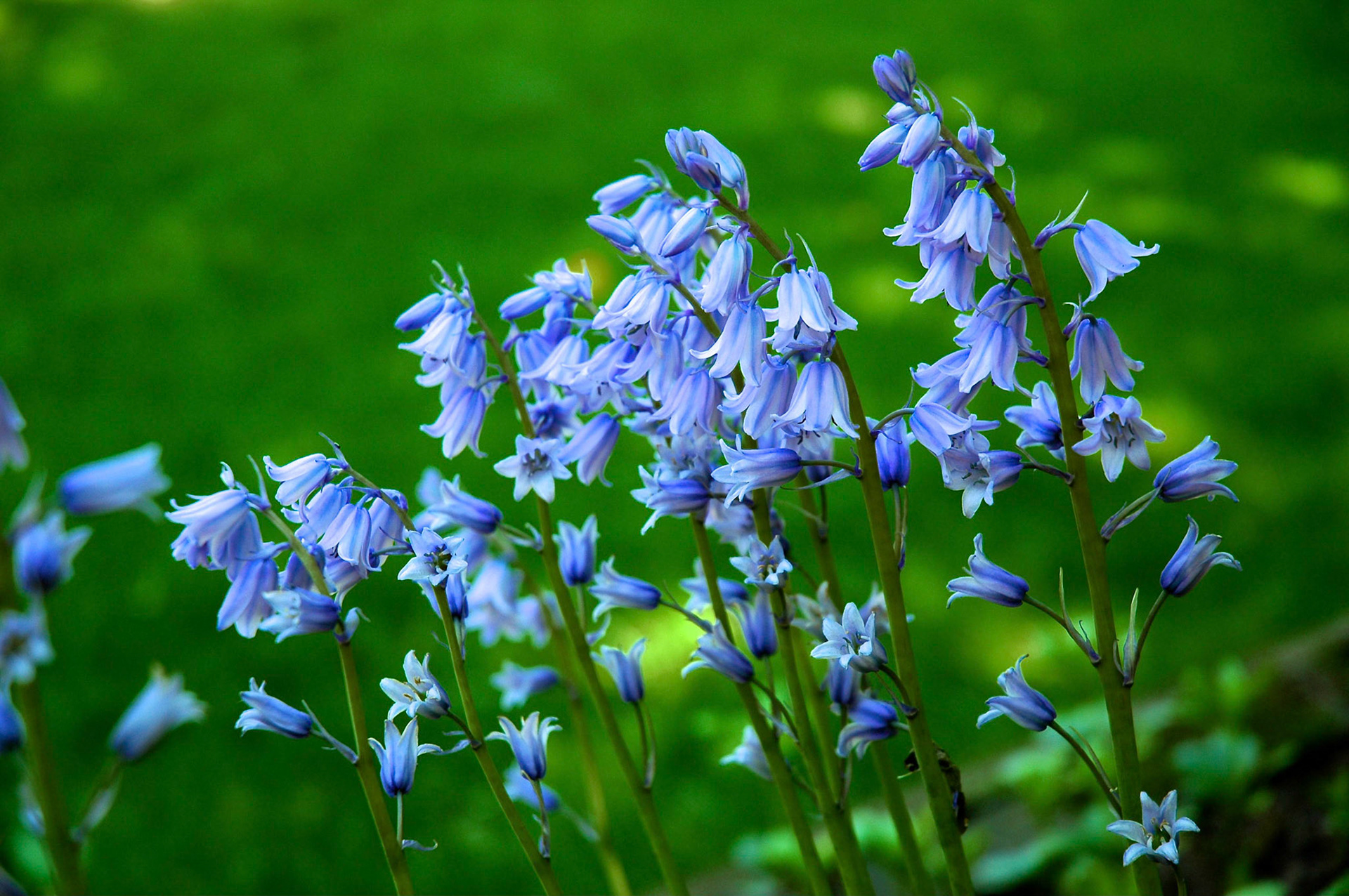 Close up of bluebells