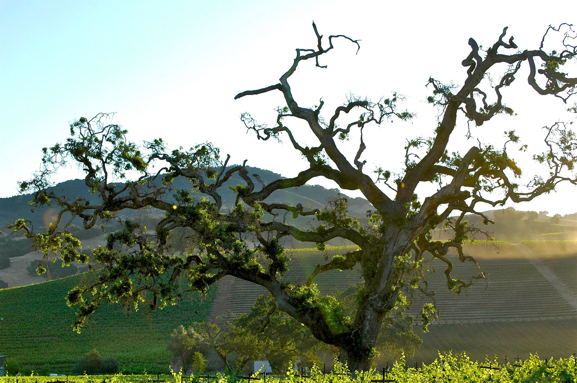 Tree in front of vineyards on a hillside in Sonoma in early morning sun