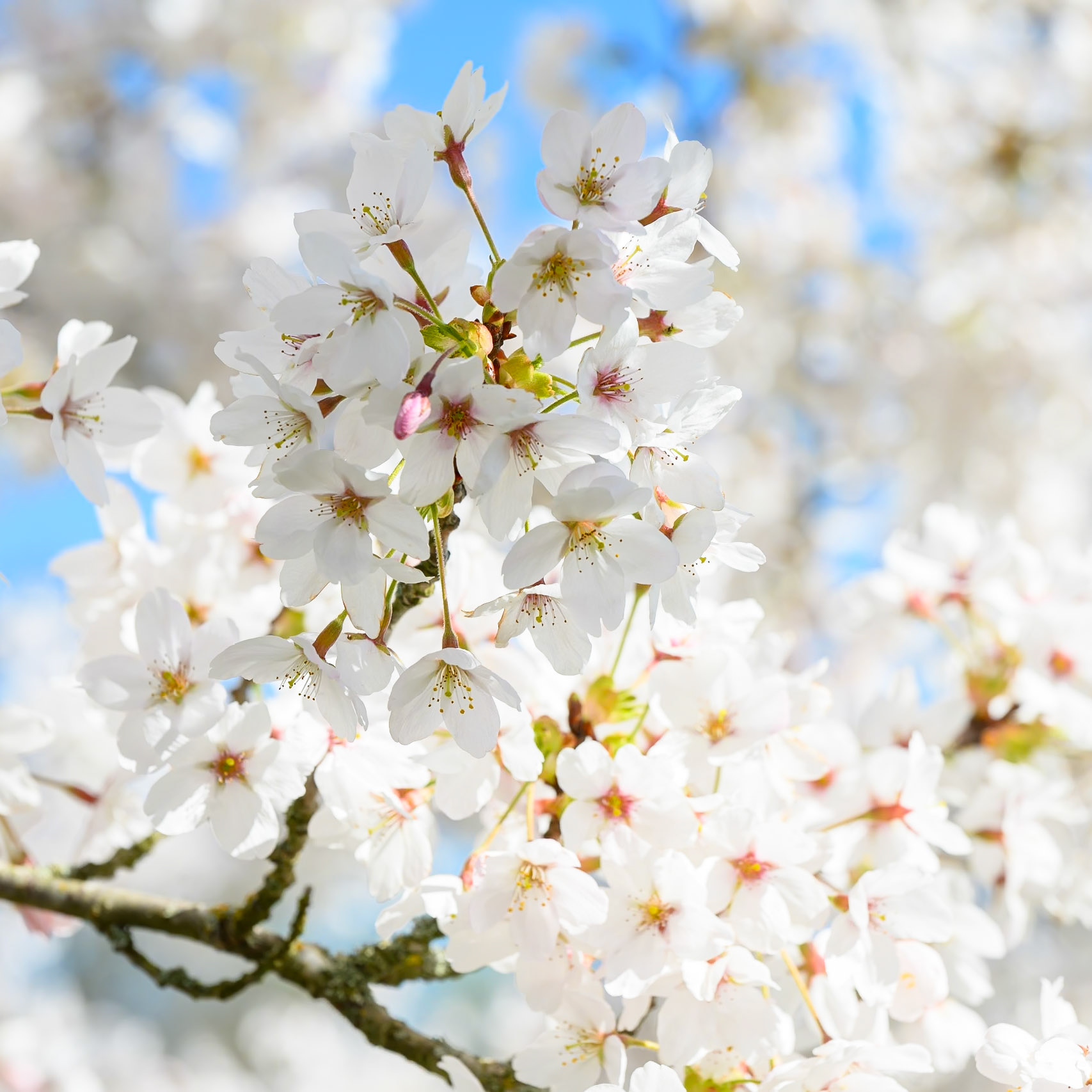 White cherry blossom in Kew Gardens