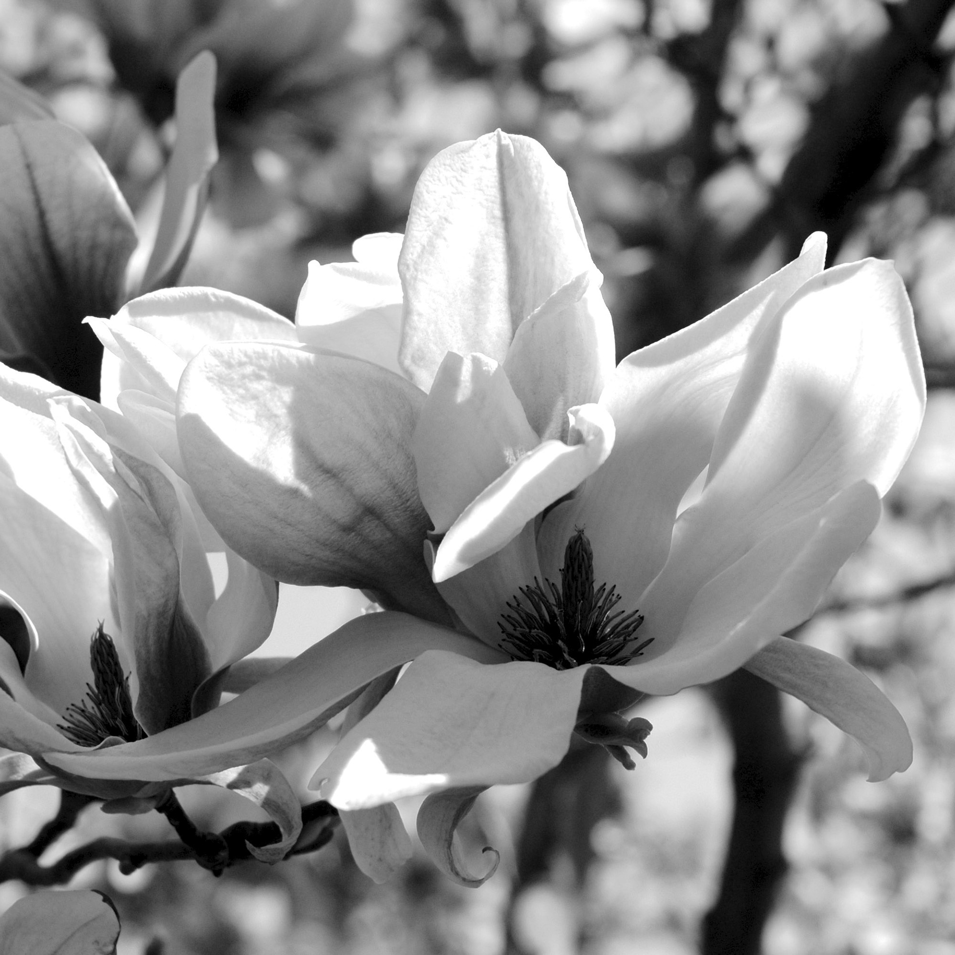 Magnolia in bloom, seen in black and white