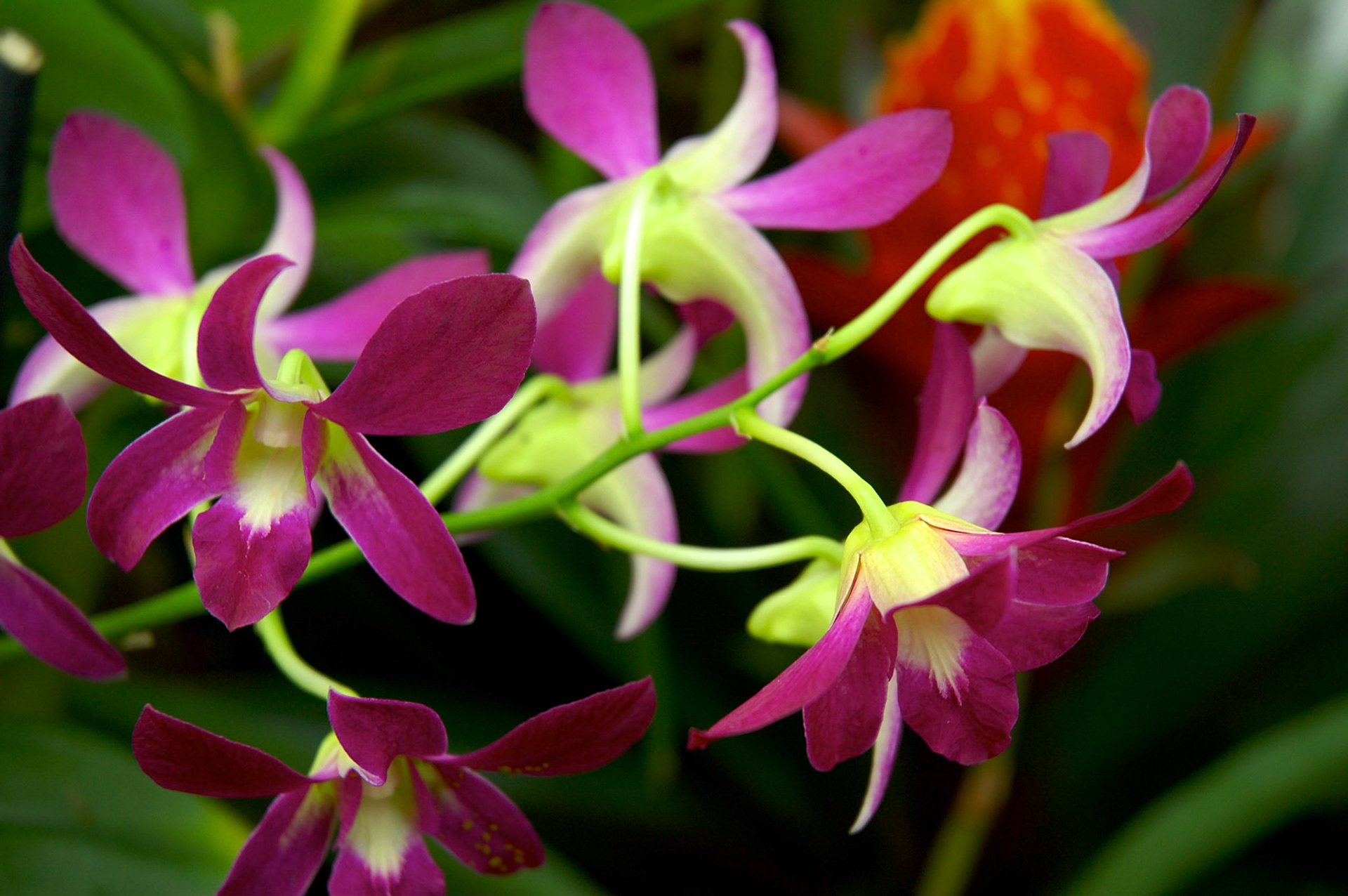 Close up of pink and yellow orchids