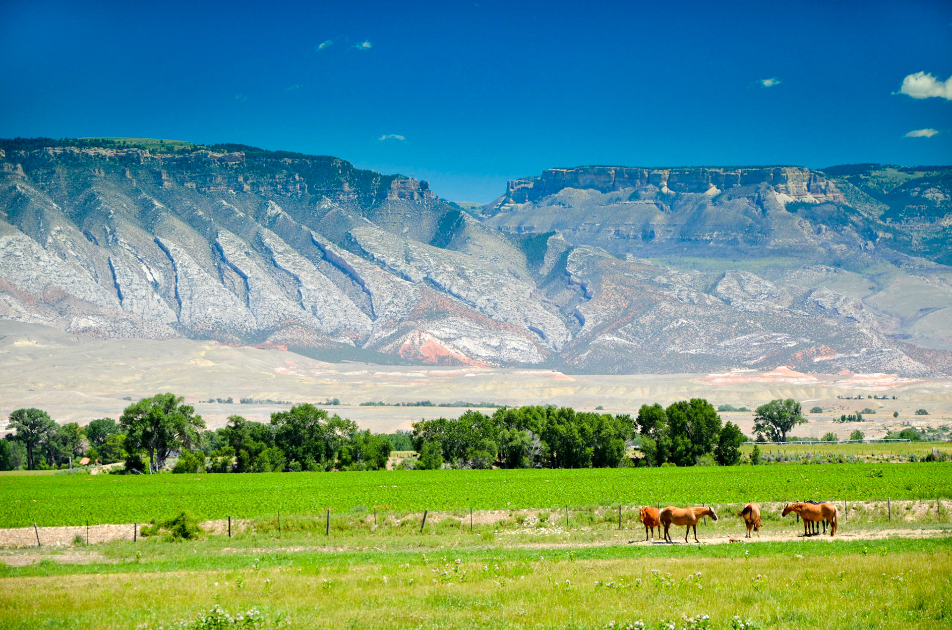 Panorama of the Bighorn Mountains, Wyoming with horses grazing in foreground