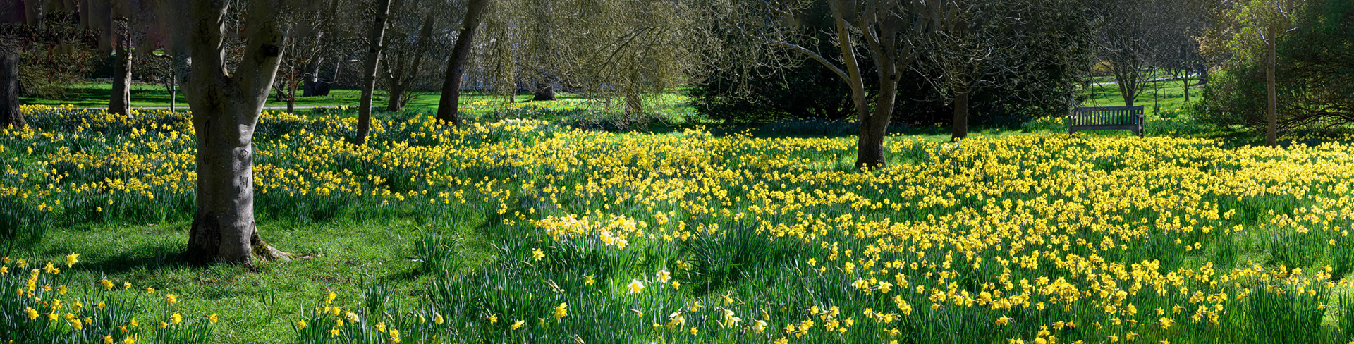 Panorama of daffodils in bloom in Kew Gardens