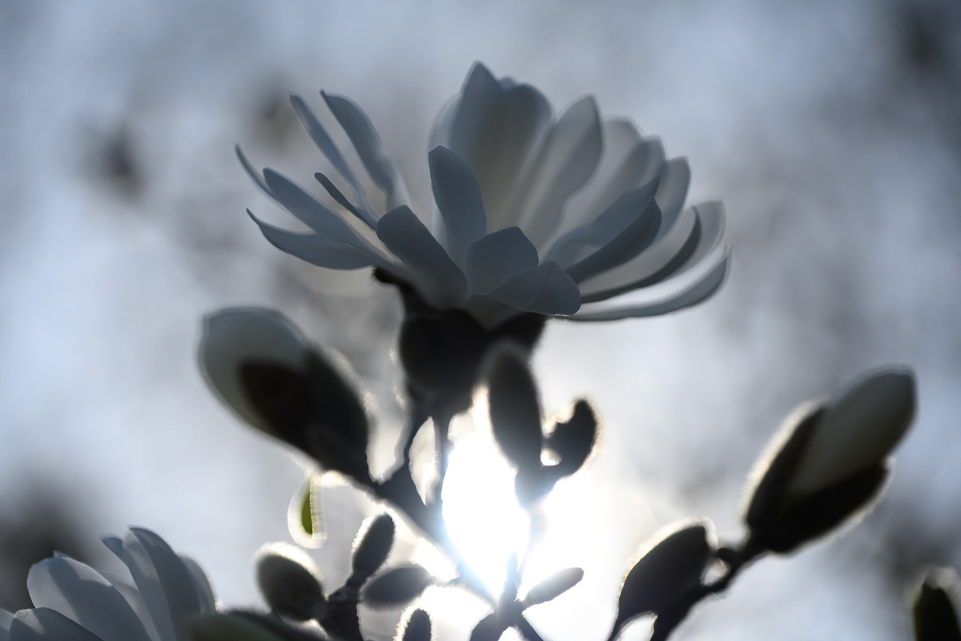 Magnolia backlit by the sun in Kew Gardens