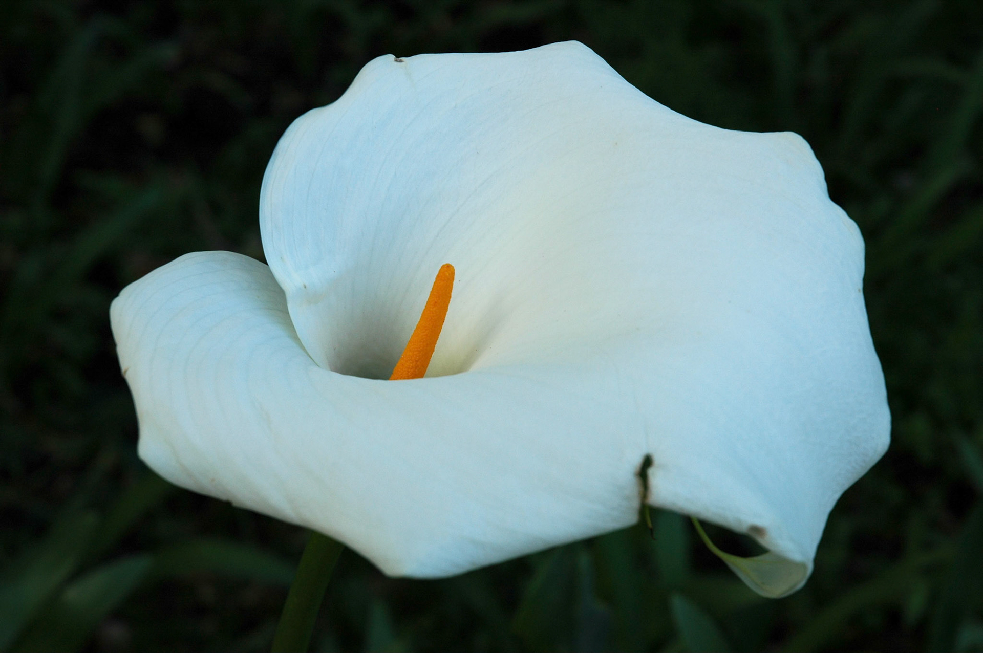 Close up of a white lilly in Cape Town, South Africa