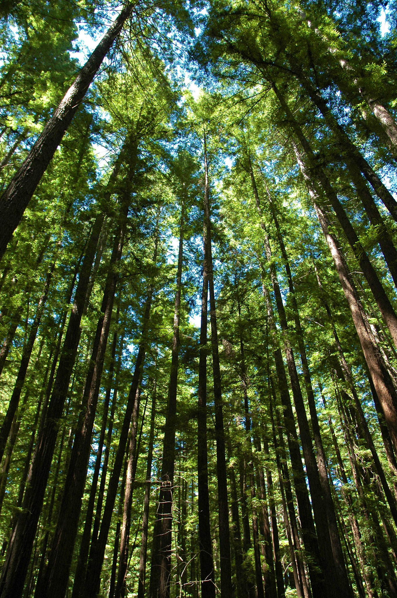 Looking up to the sky through coastal redwood trees at Armstrong Redwoods Park