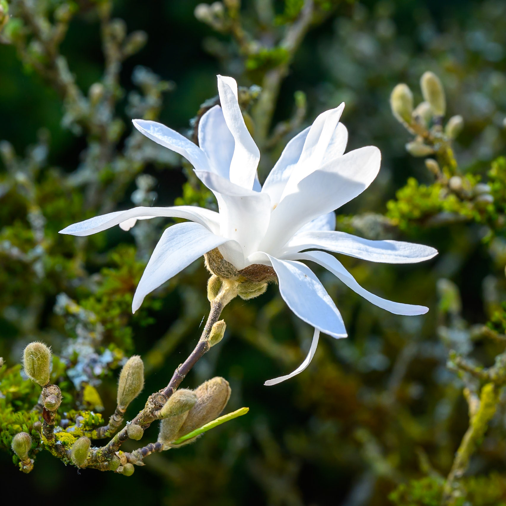 White magnolia