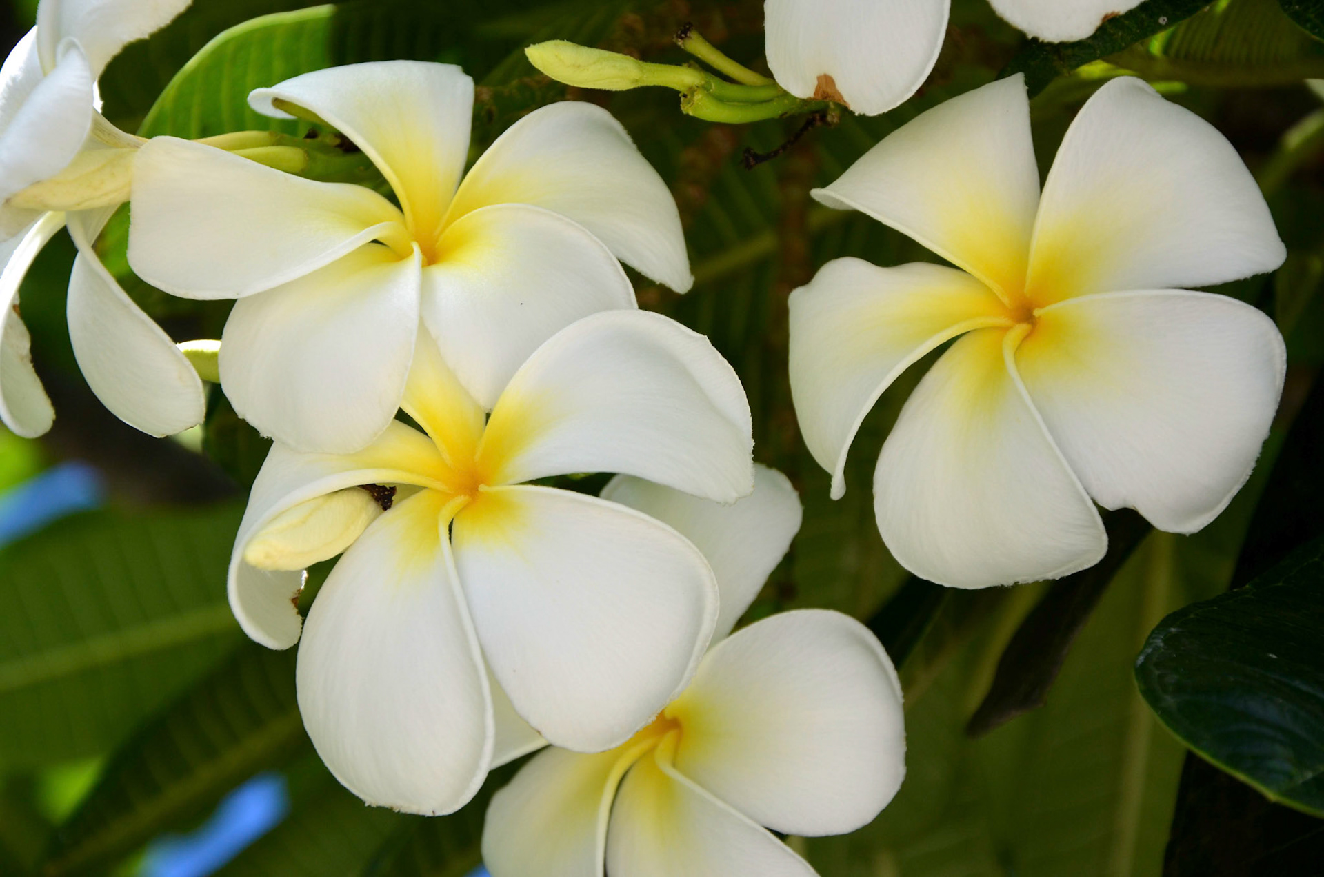 White frangipani in St Vincent and the Grenadines