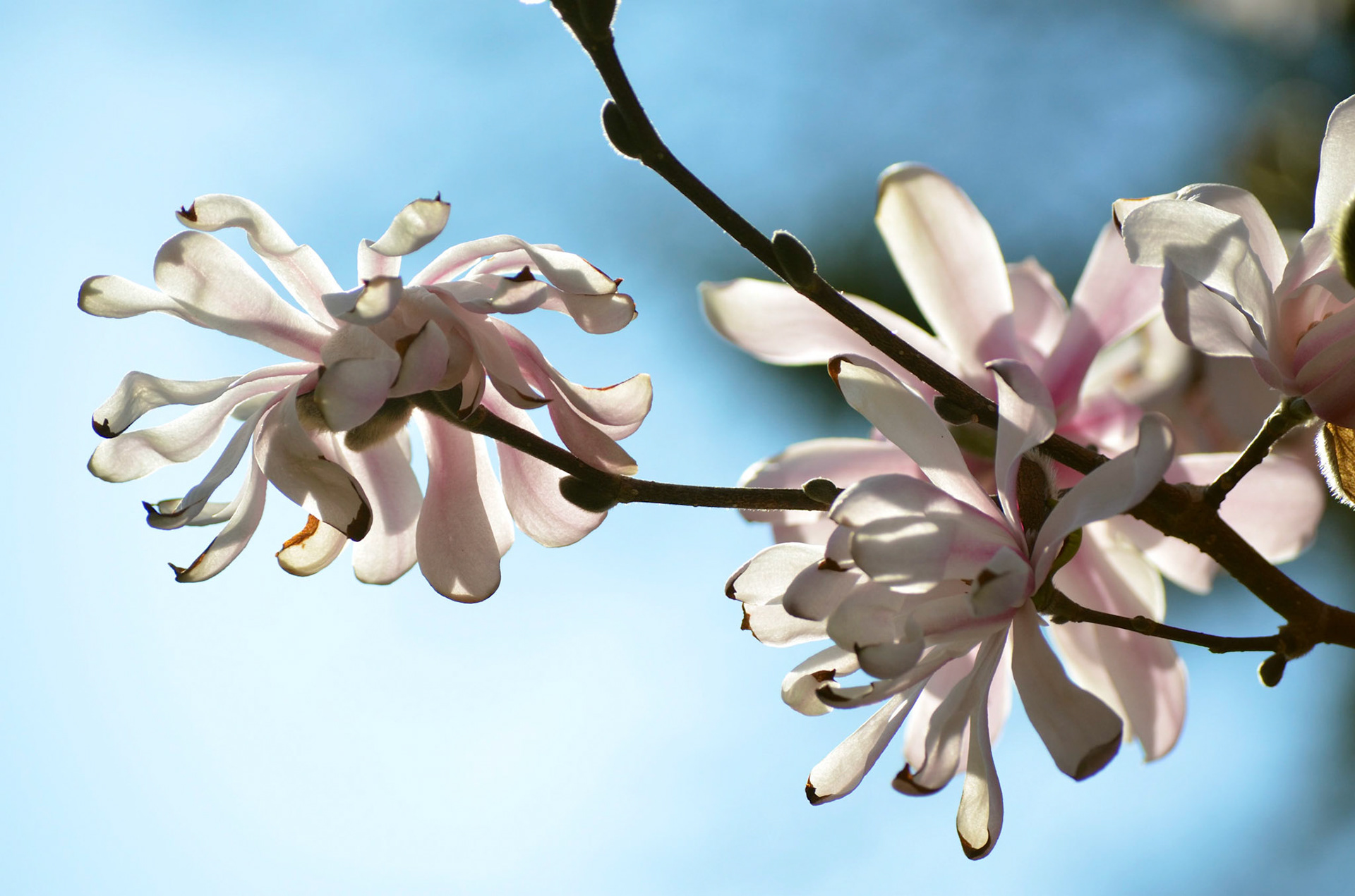 Magnolia Blossom back-lit against the sky in Reeves-Reed Arboretum, Summit NJ