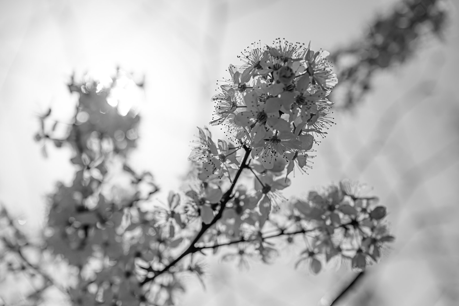 White cherry blossom brightly backlit by the sun in Kew Gardens