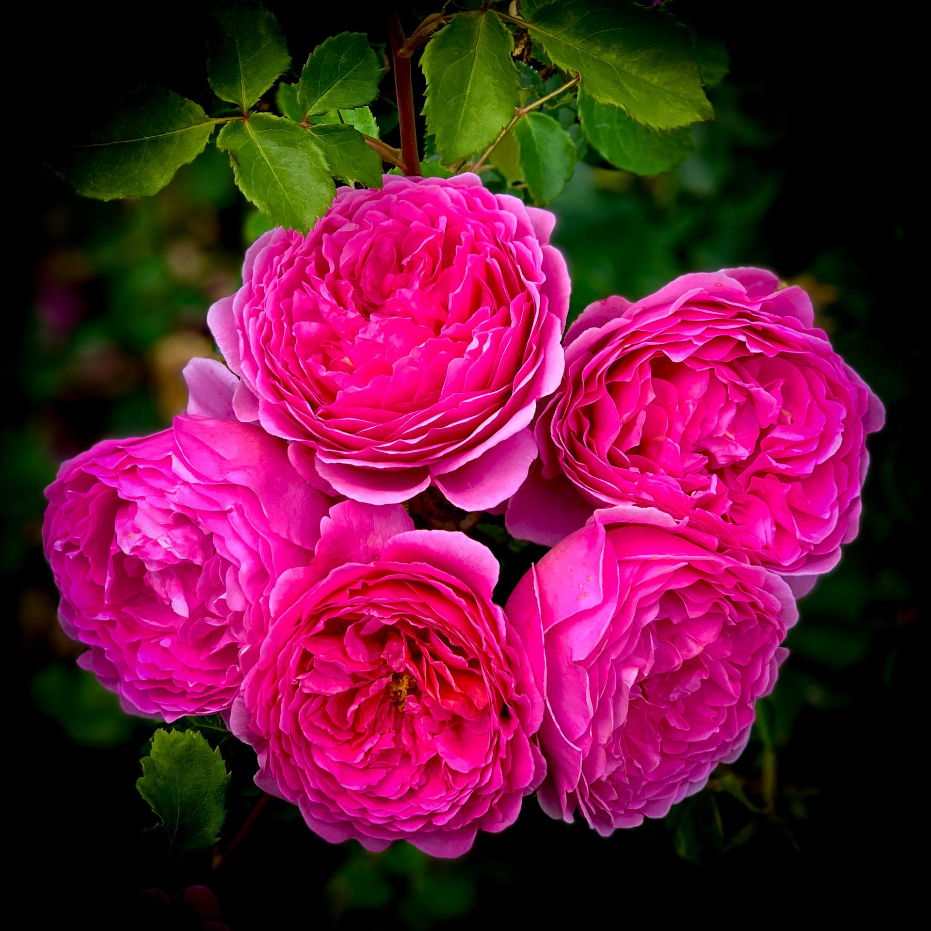Close up of peonies against black background